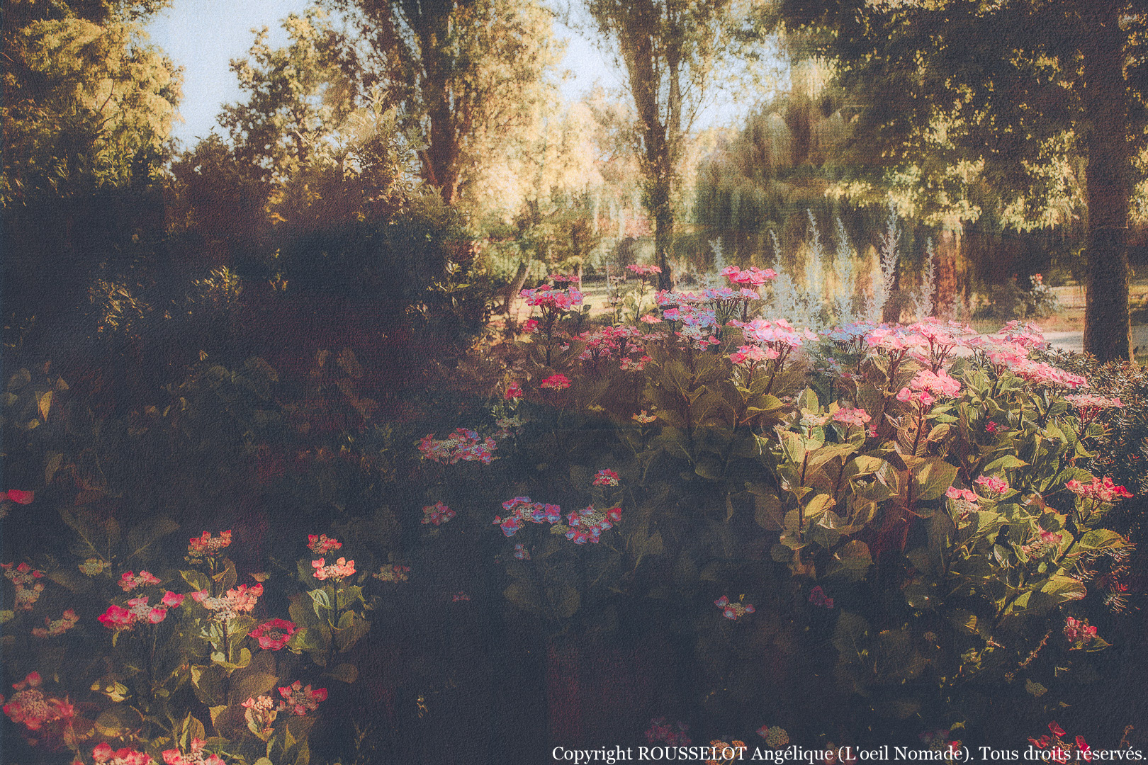 Photographie de fleurs au Square Saint-Roch du Havre : jeu de lumière et de couleurs dans le jardin public.