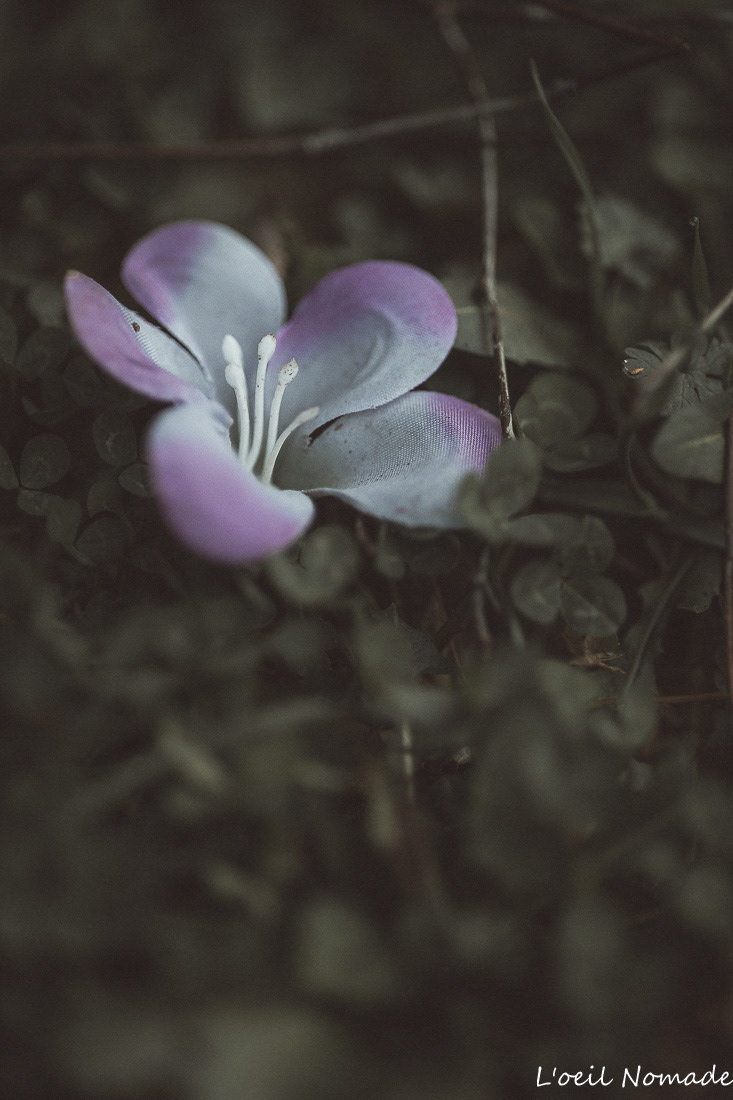 Détail de flore sauvage dans le parc de l'Abbaye, éclat de couleur dans une composition sombre et texturée.