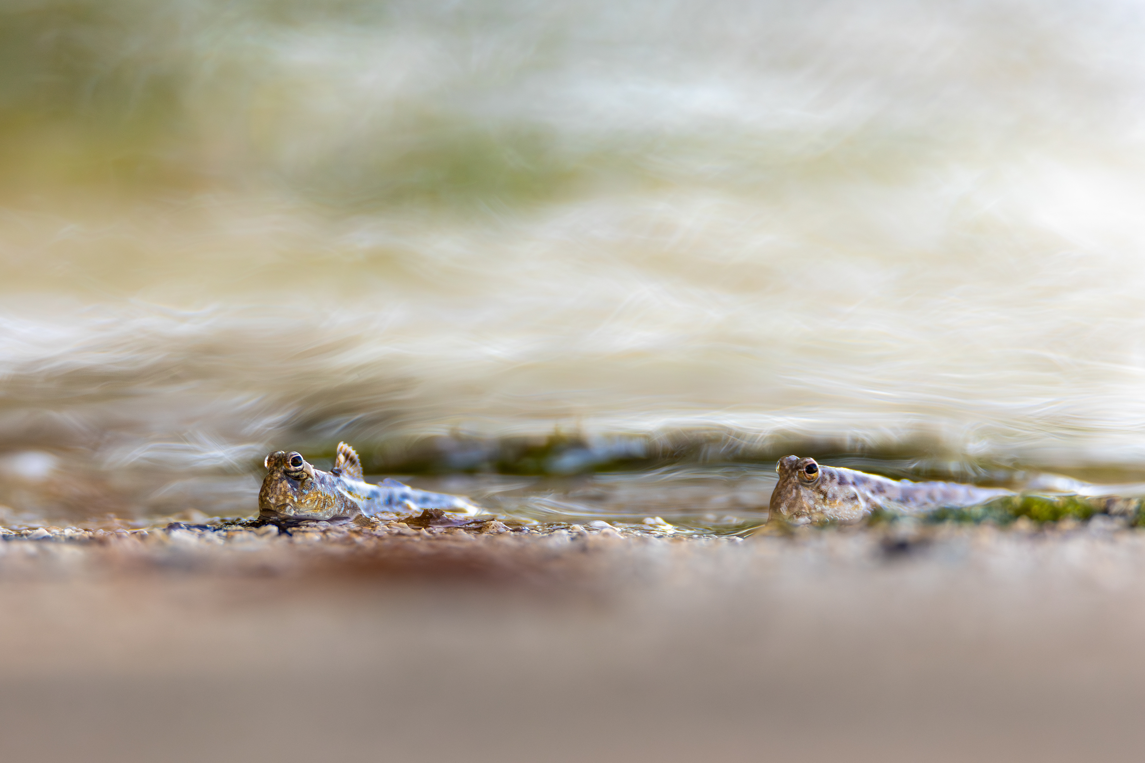 Lezec obojživelný, Palau Lembata