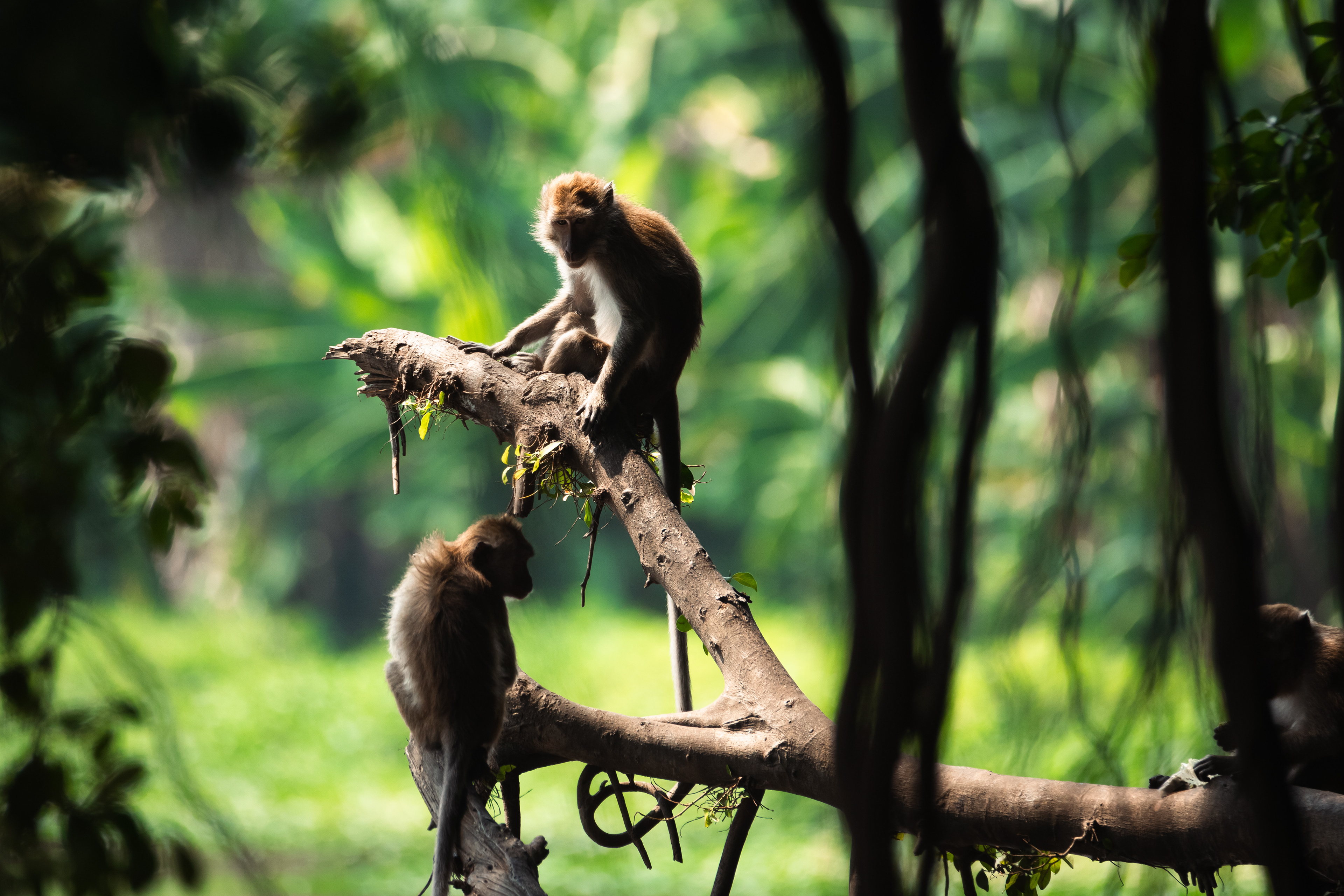 Makak jávský, Muara angke