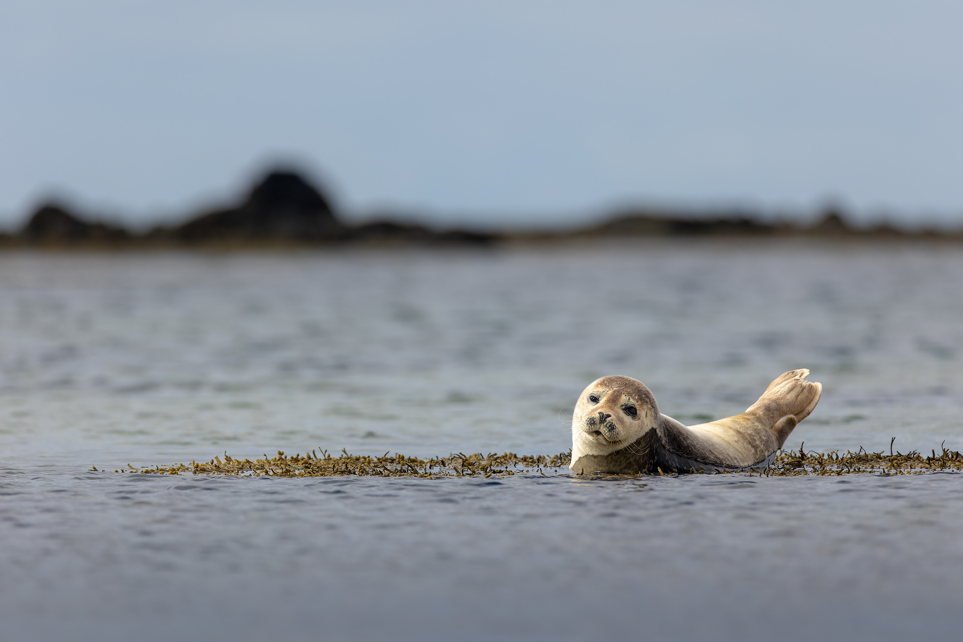 Tuleň obecný, pláž Ytri Tunga