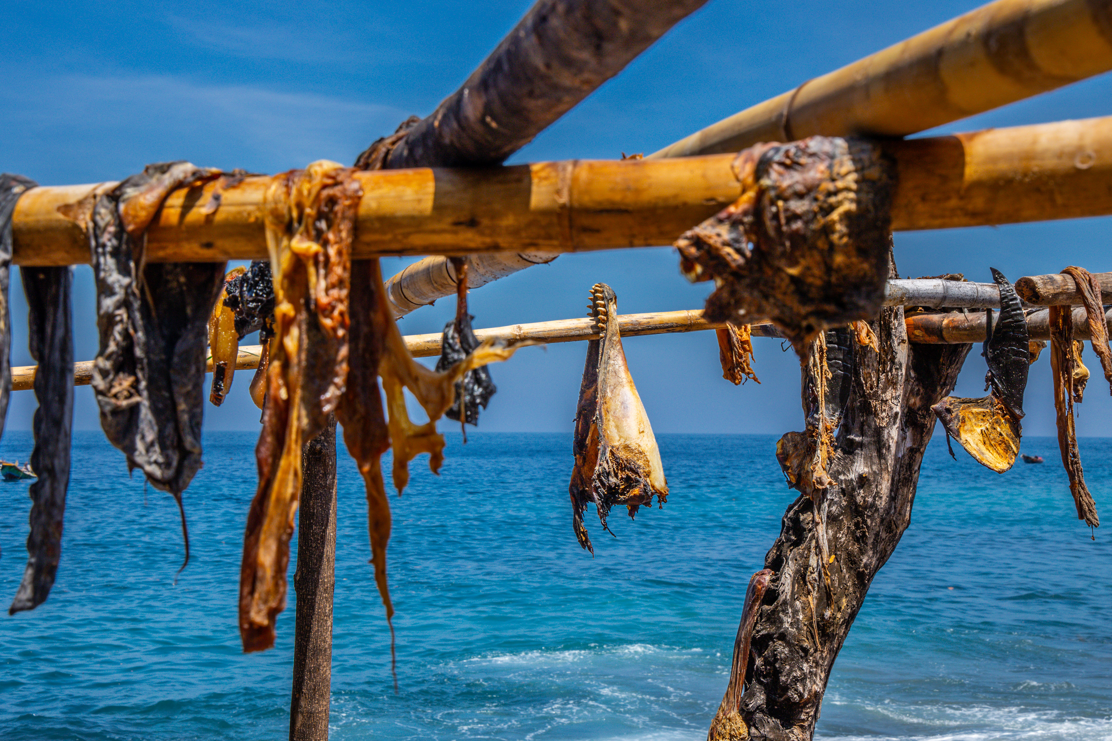 Sušený delfín, Lamalera