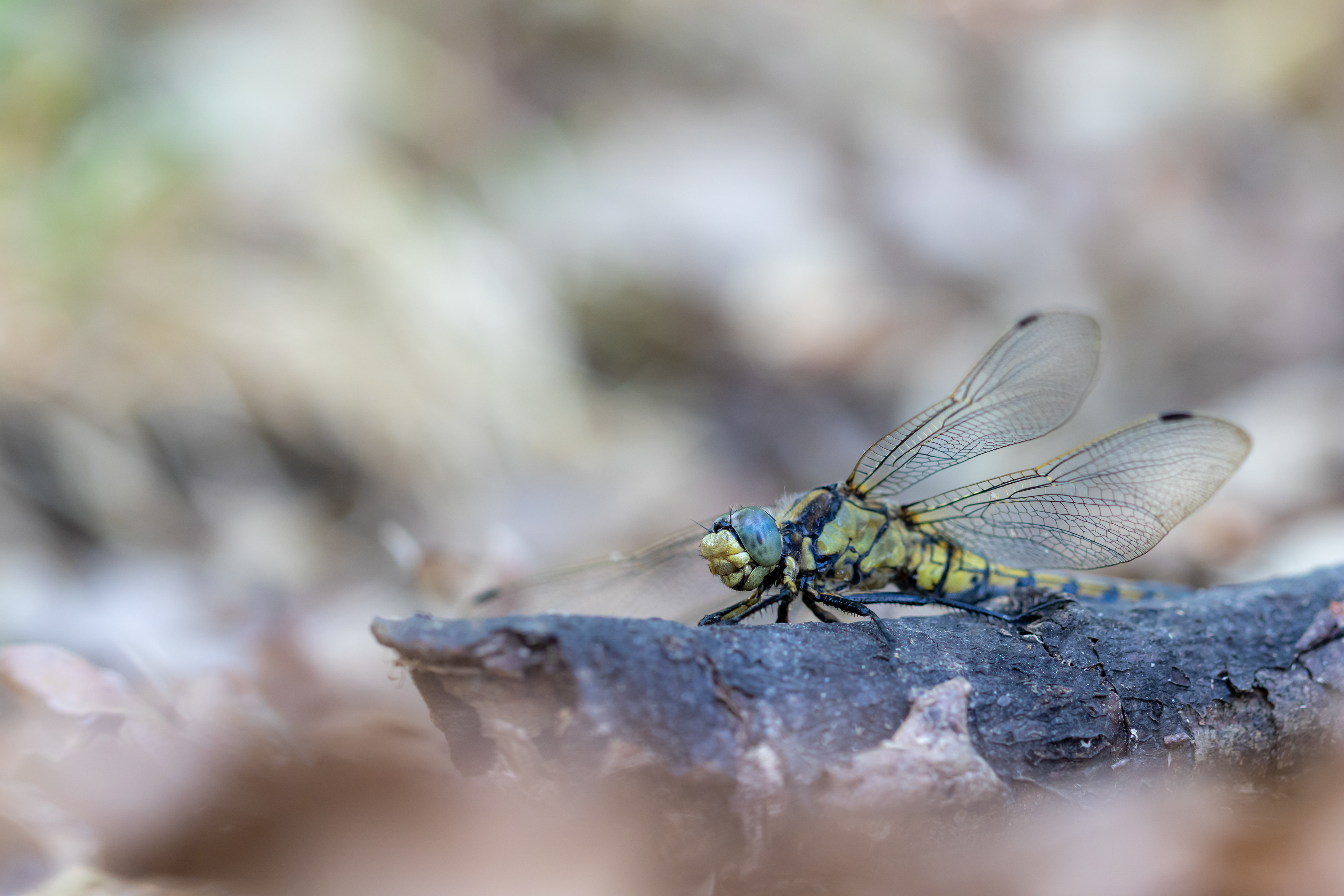 Vážka sp., Vrbenské rybníky