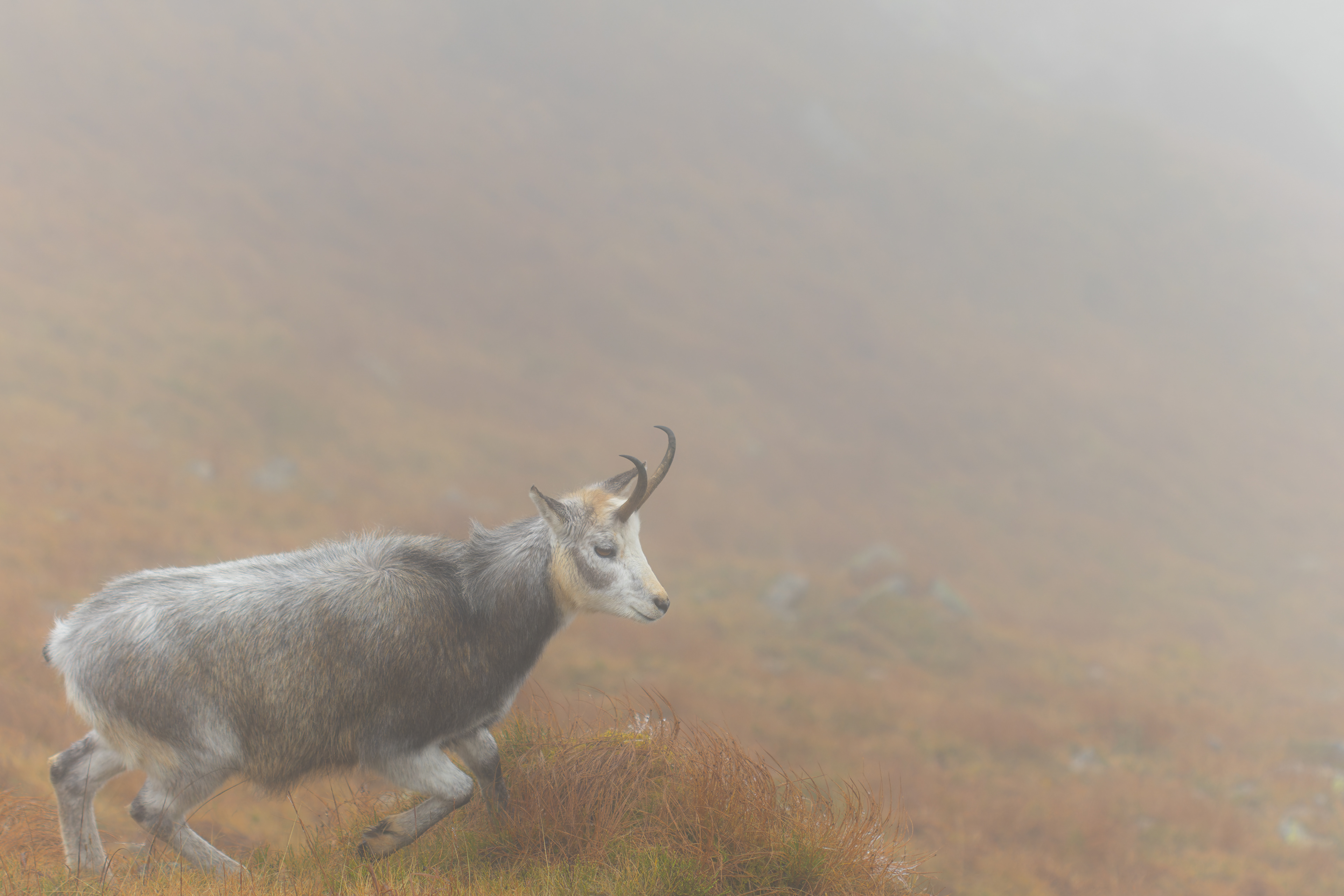 Kamzík horský, leucistní - Demänovská dolina