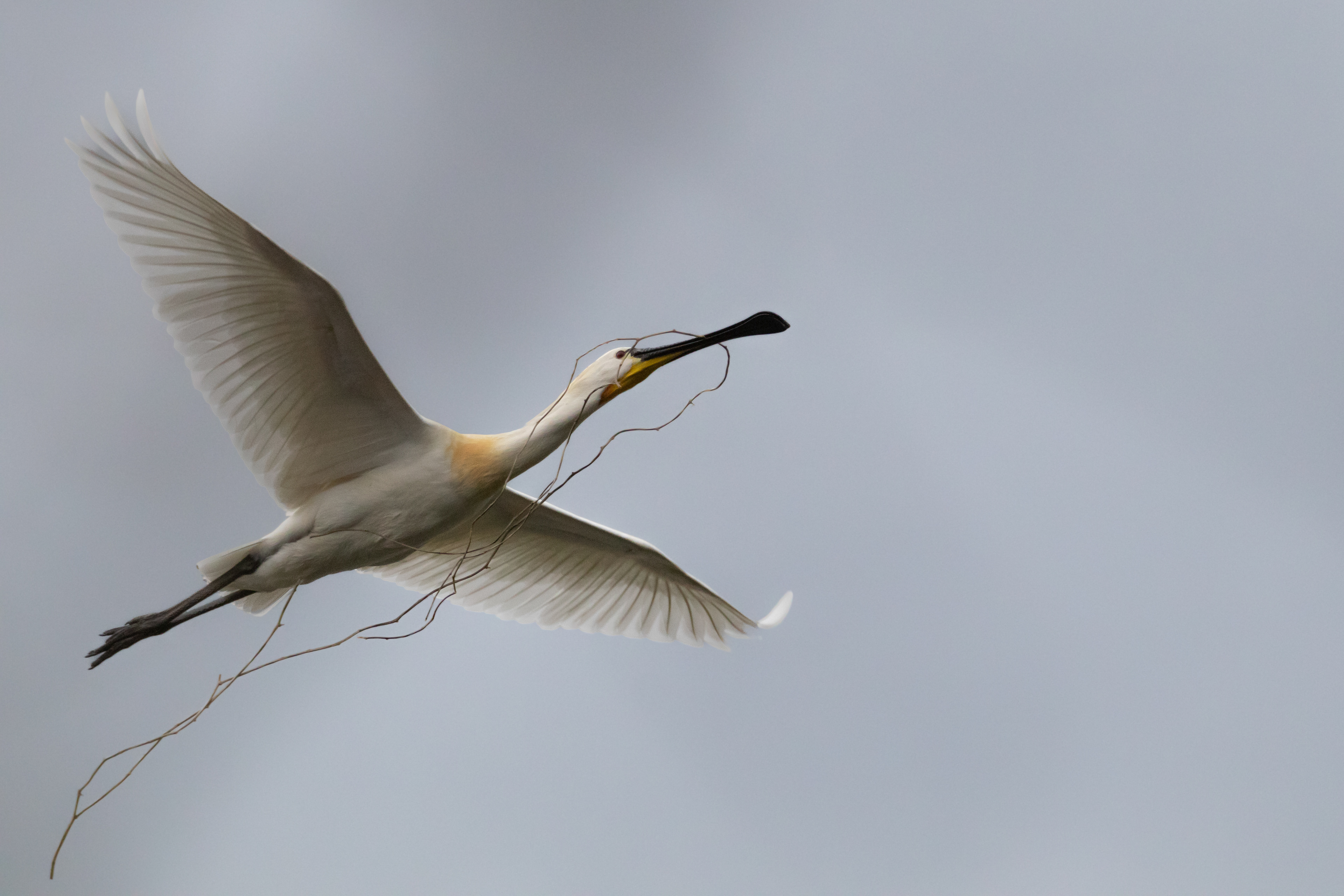 Kolpík bílý, Vrbenské rybníky