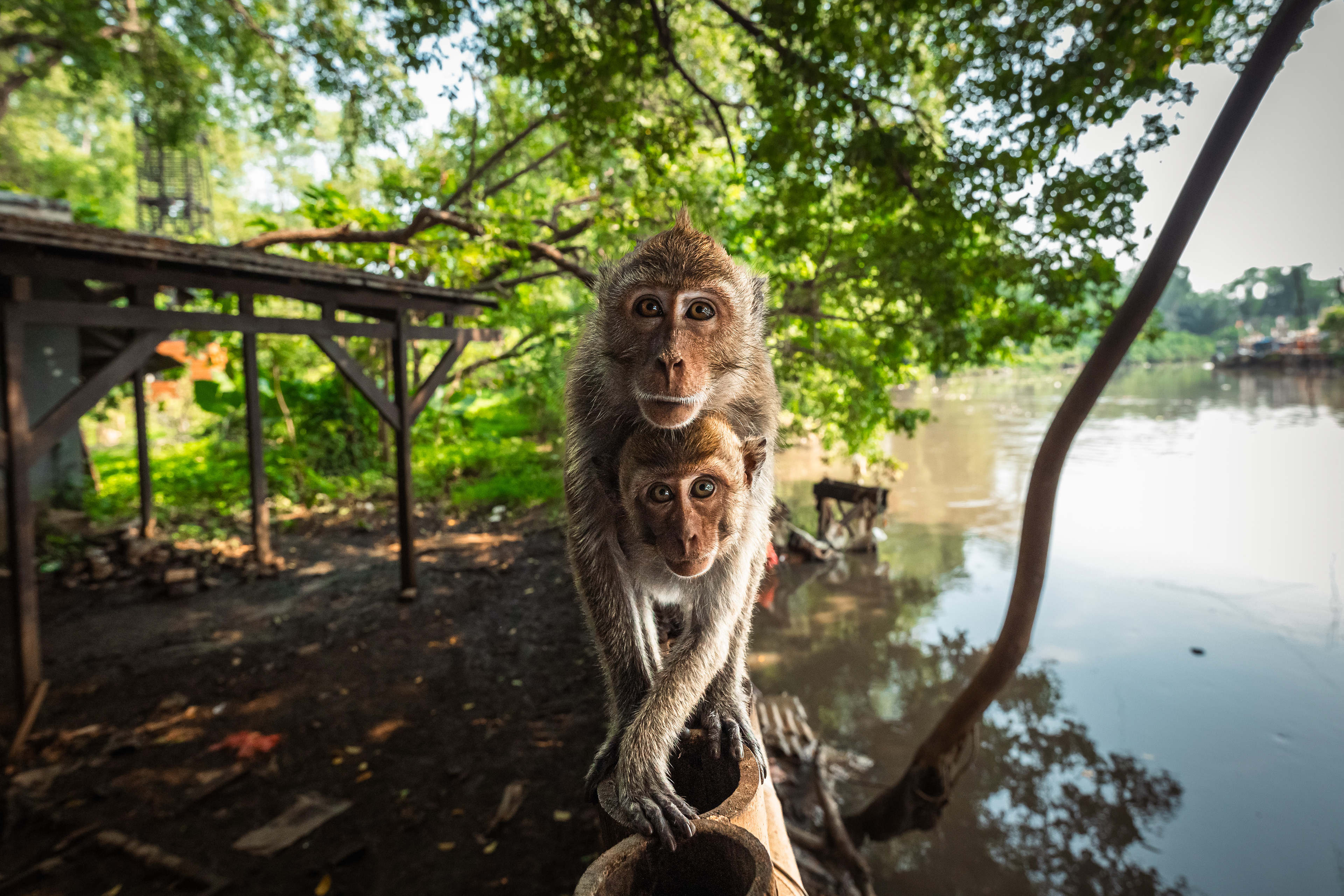Makak jávský, Muara angke