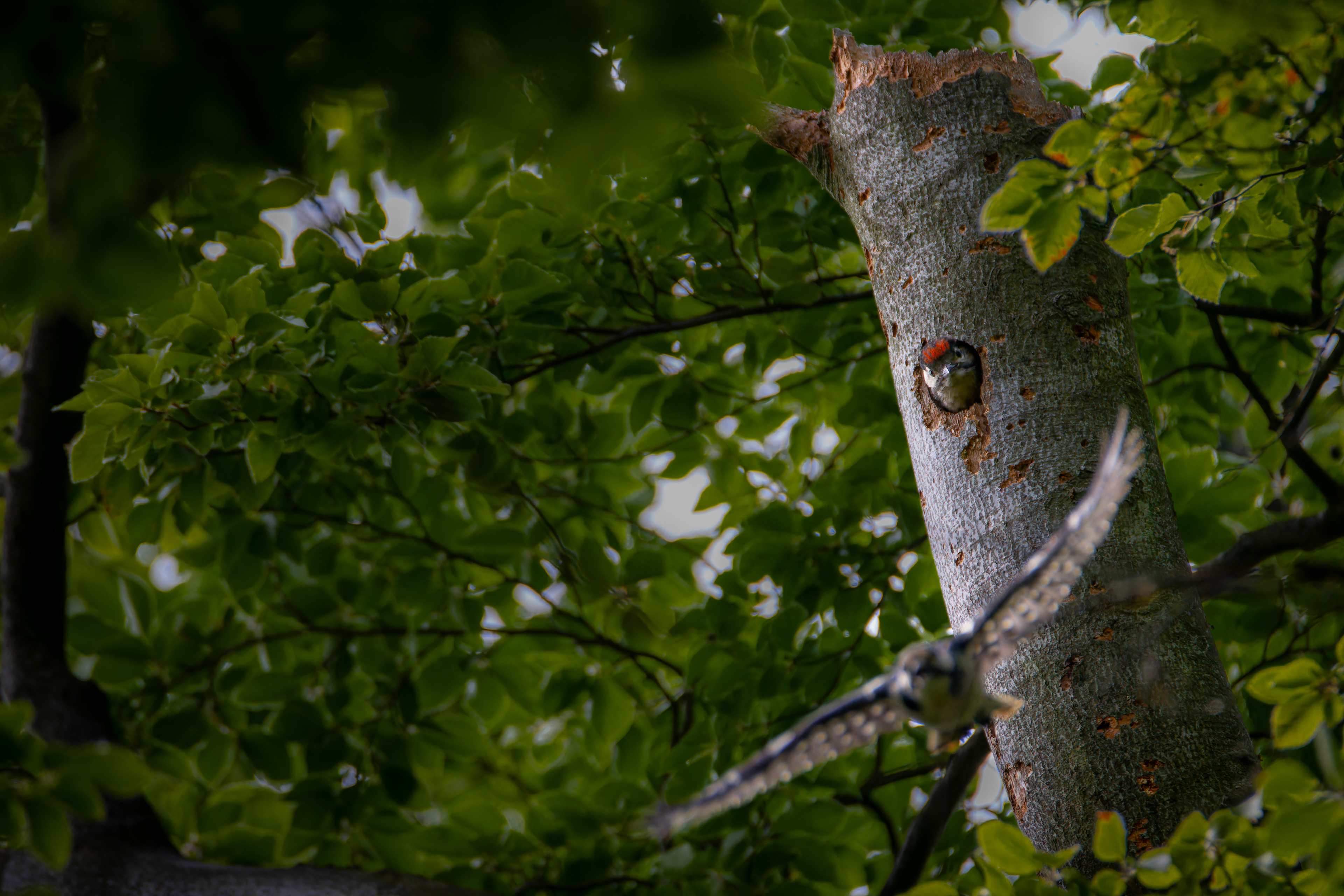 Strakapoud velký, bučiny v okolí Raspenavy
