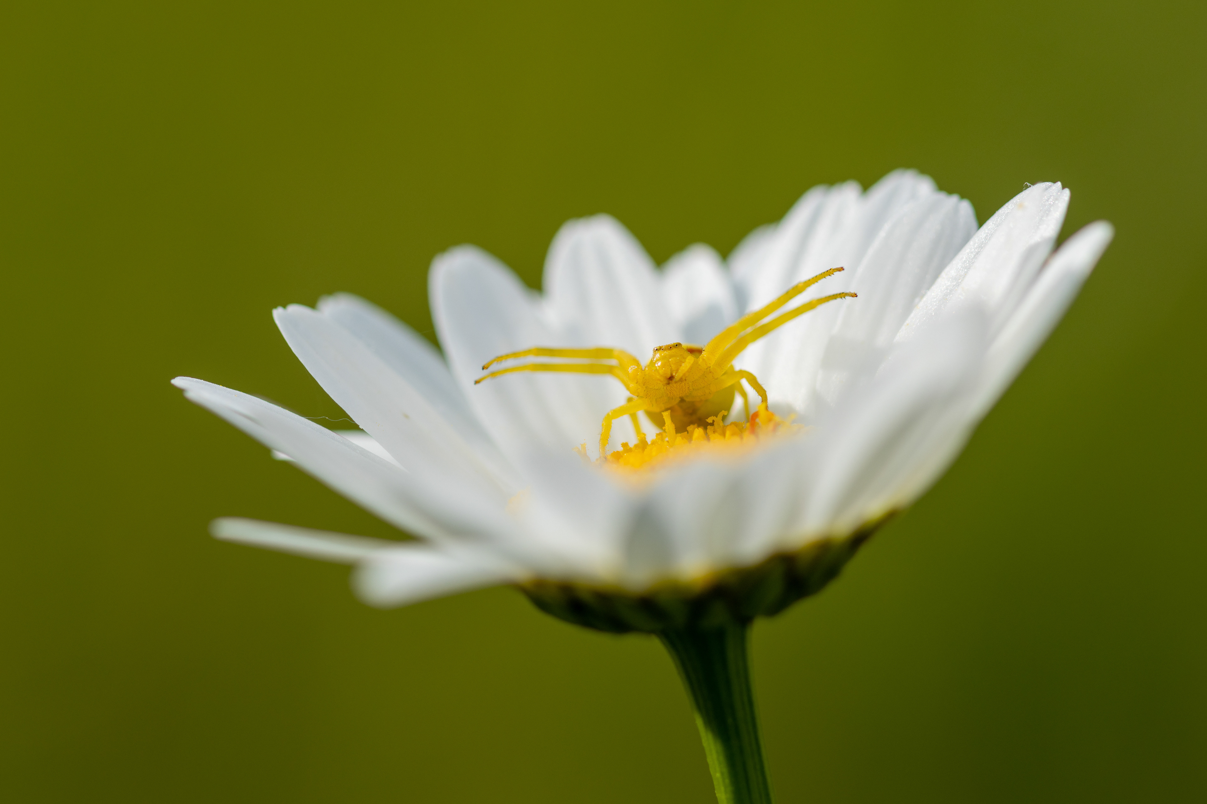 Běžník kopretinový, Raspenava