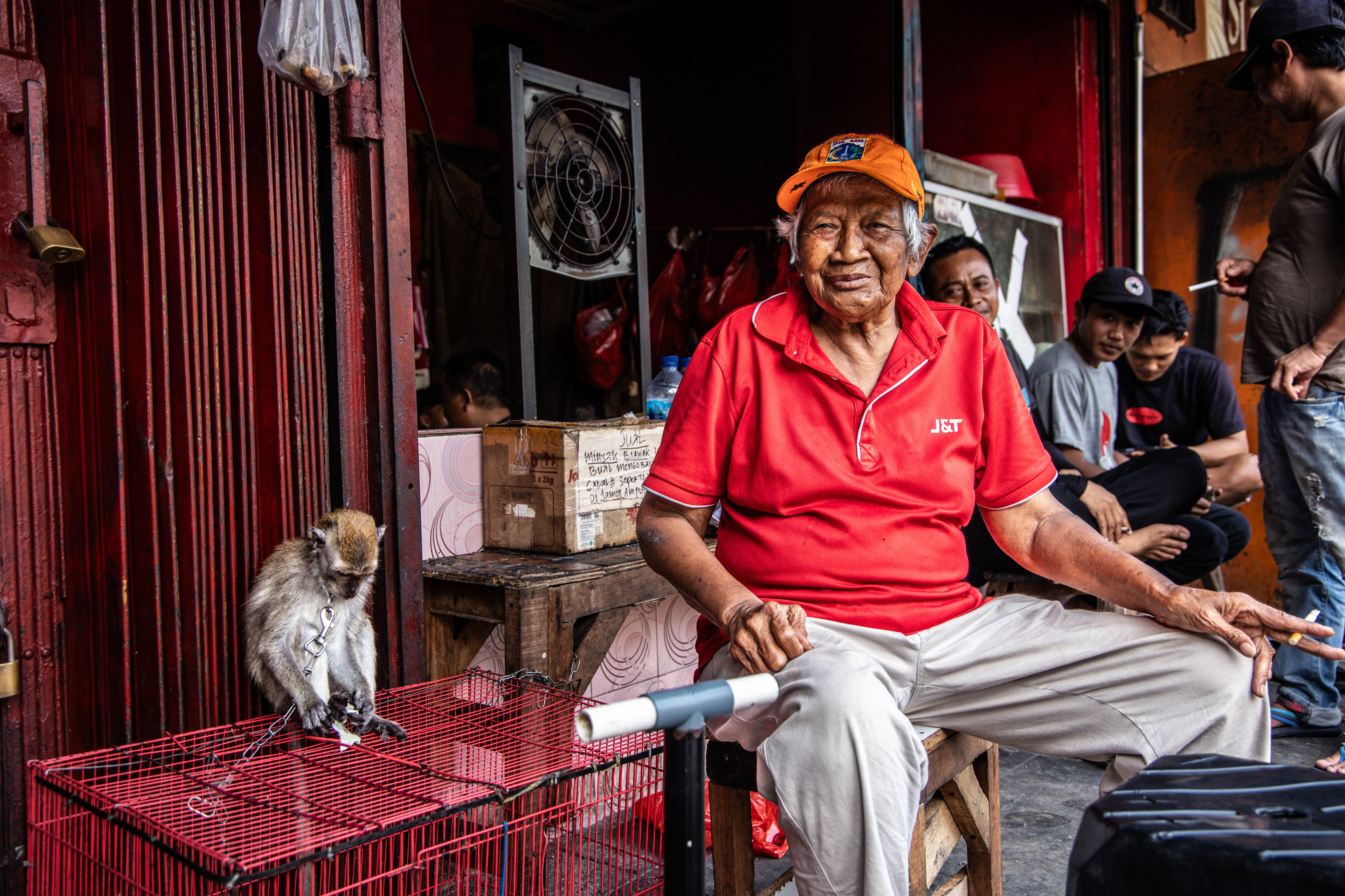 Ohrožený makak jávský v zajetí, Jakarta