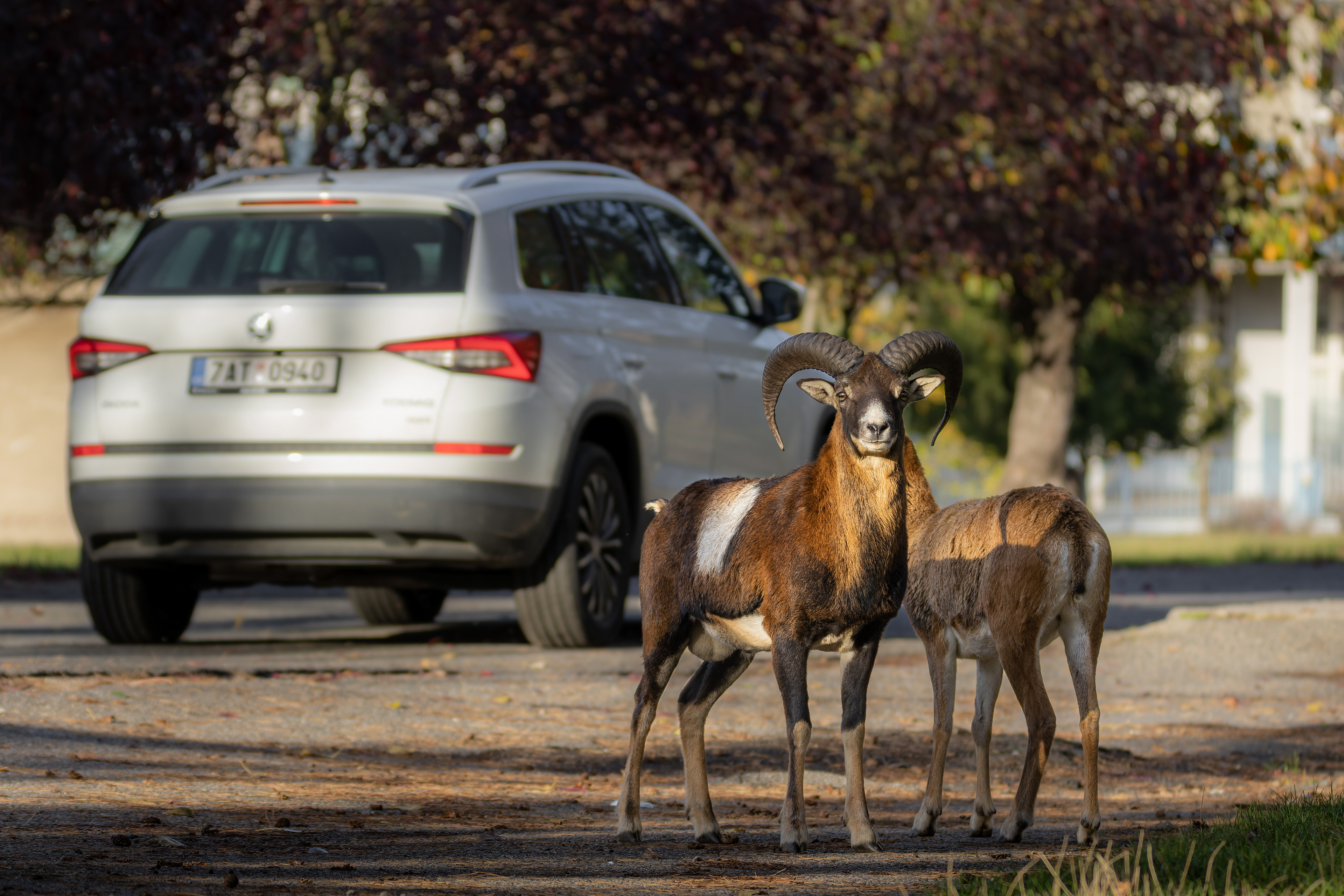 Muflon evropský - Thomayerova fakultní nemocnice v Praze