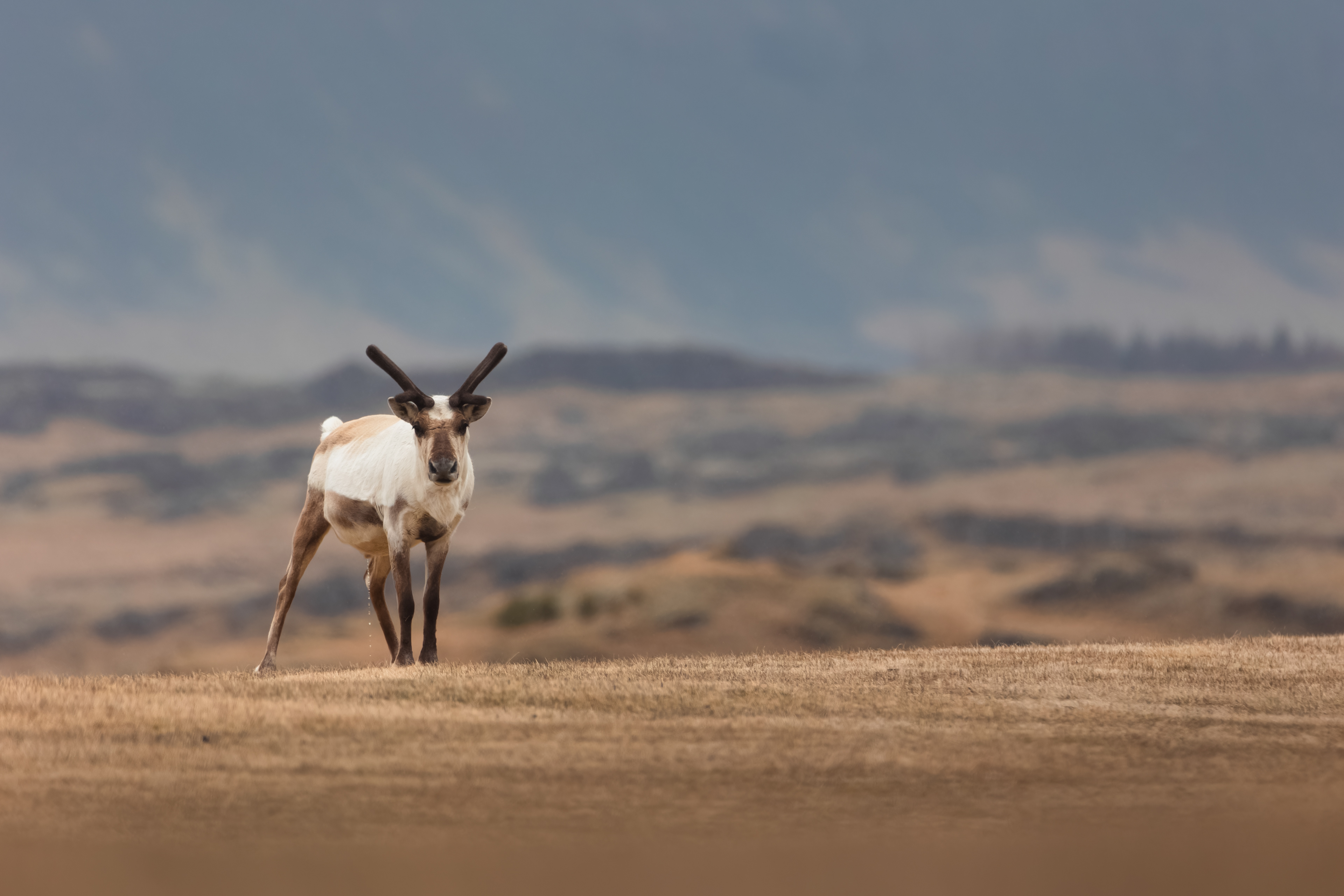 Sob polární, Island