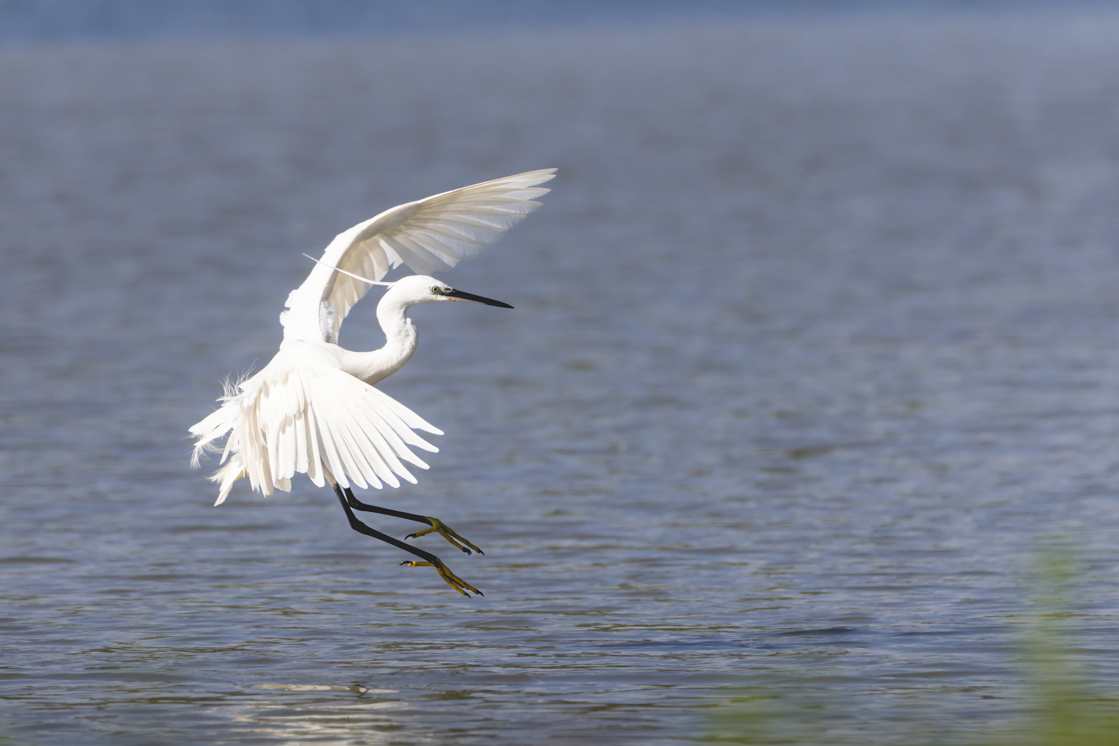 Volavka stříbřitá, Vrbenské rybníky