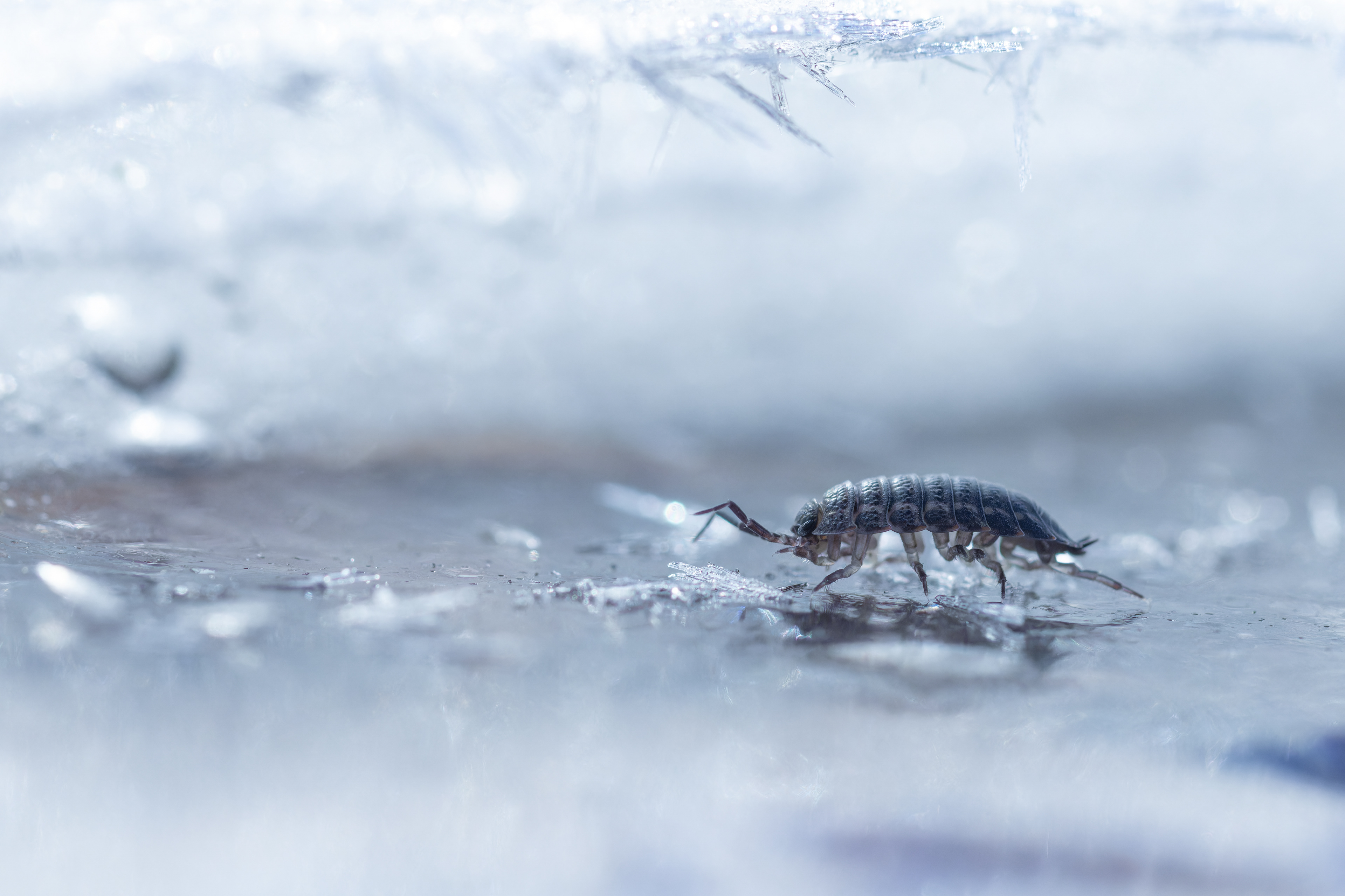 Stínka obecná, Haklovy Dvory