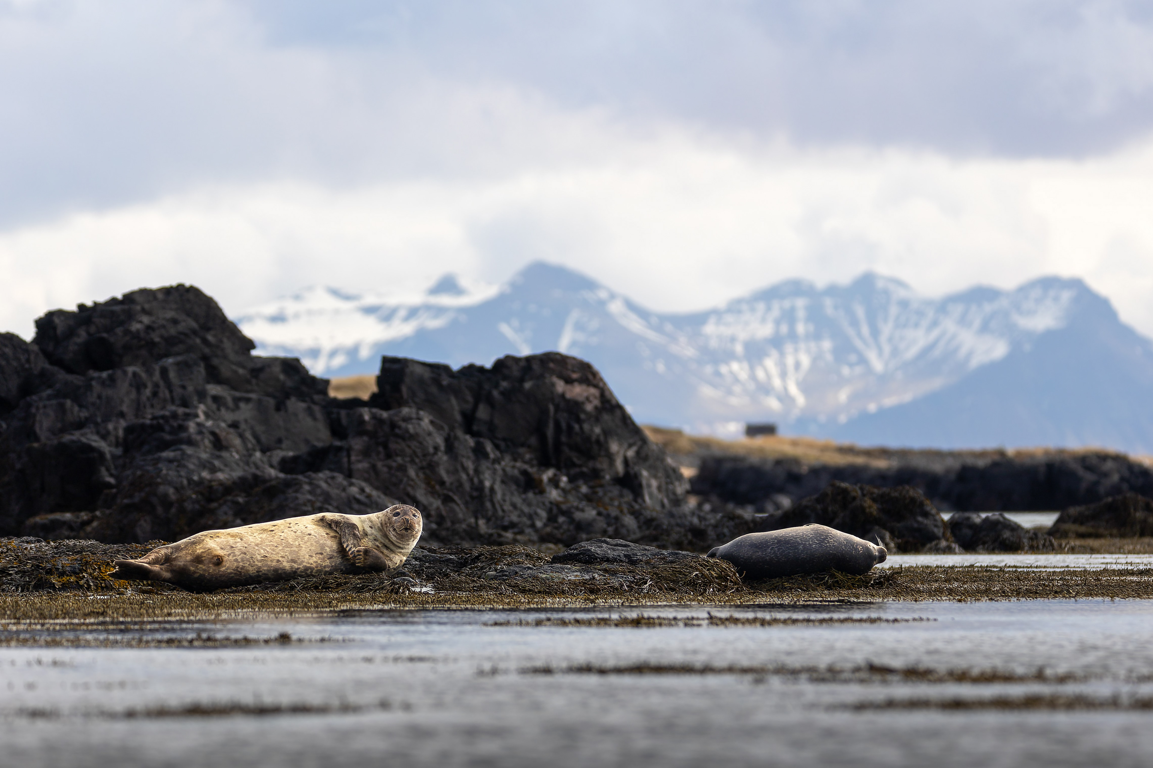 Tuleň obecný, pláž Ytri Tunga