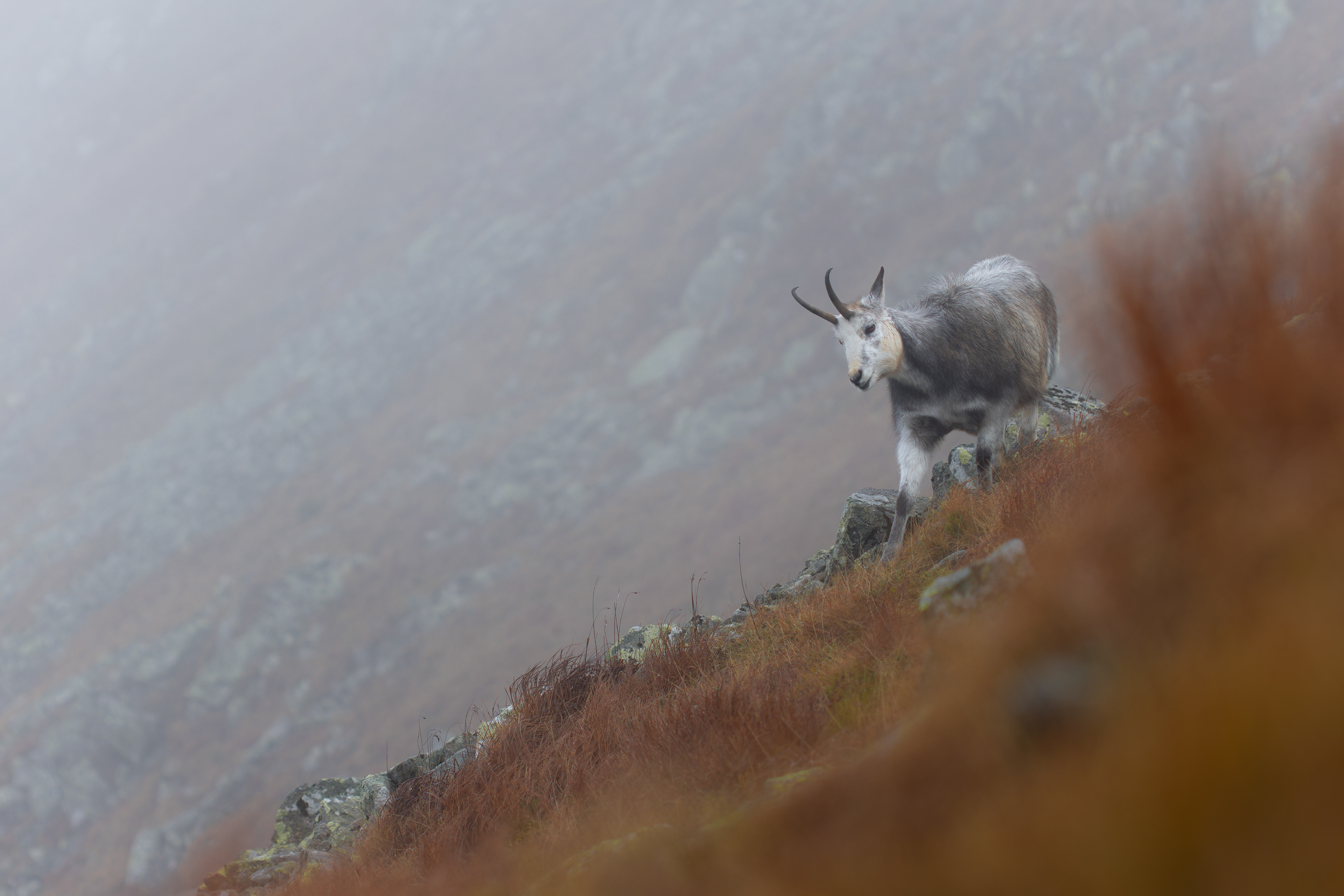 Kamzík horský, leucistní - Demänovská dolina