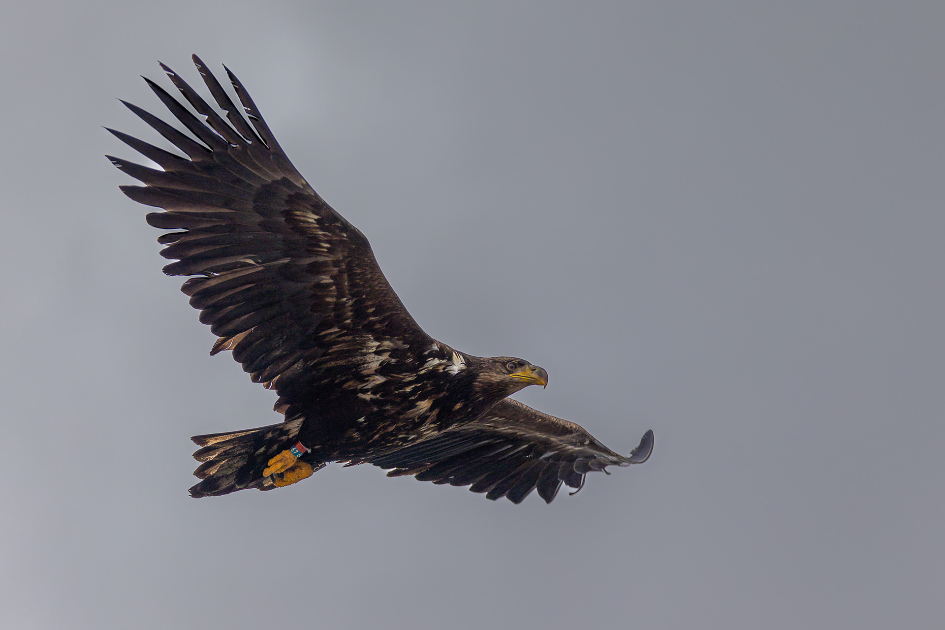 Orel mořský, Grundarfjörður