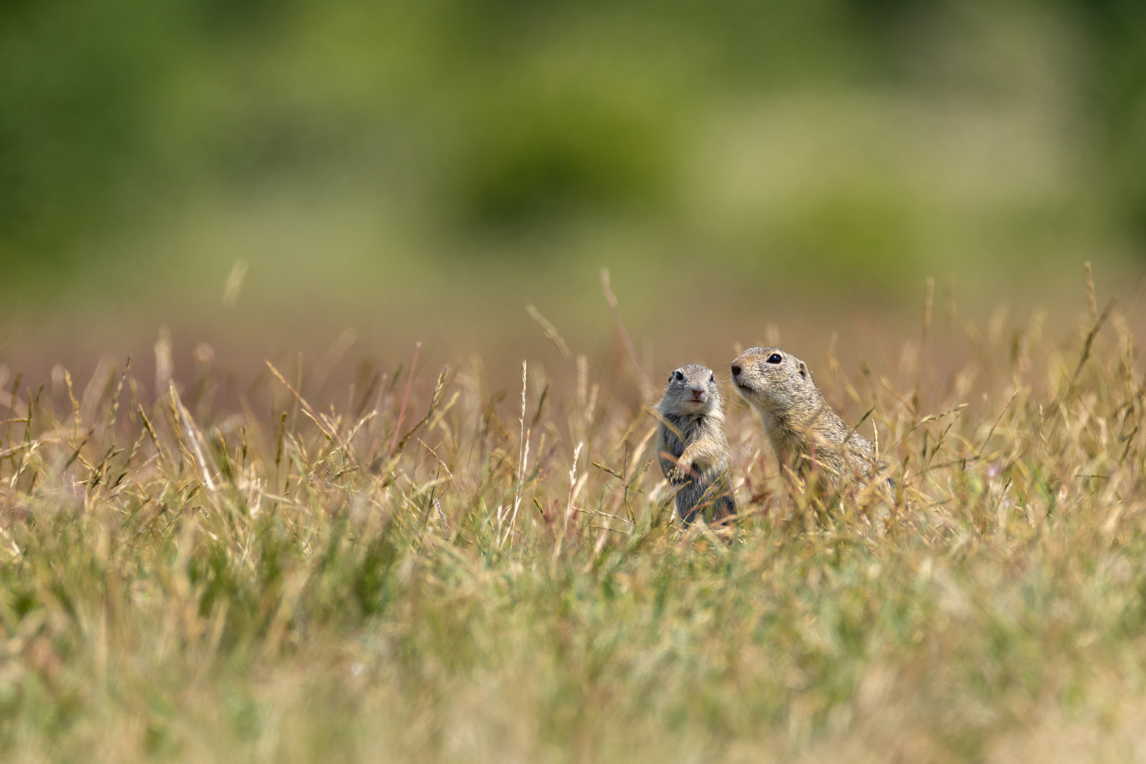Sysel polní, Mladá Boleslav