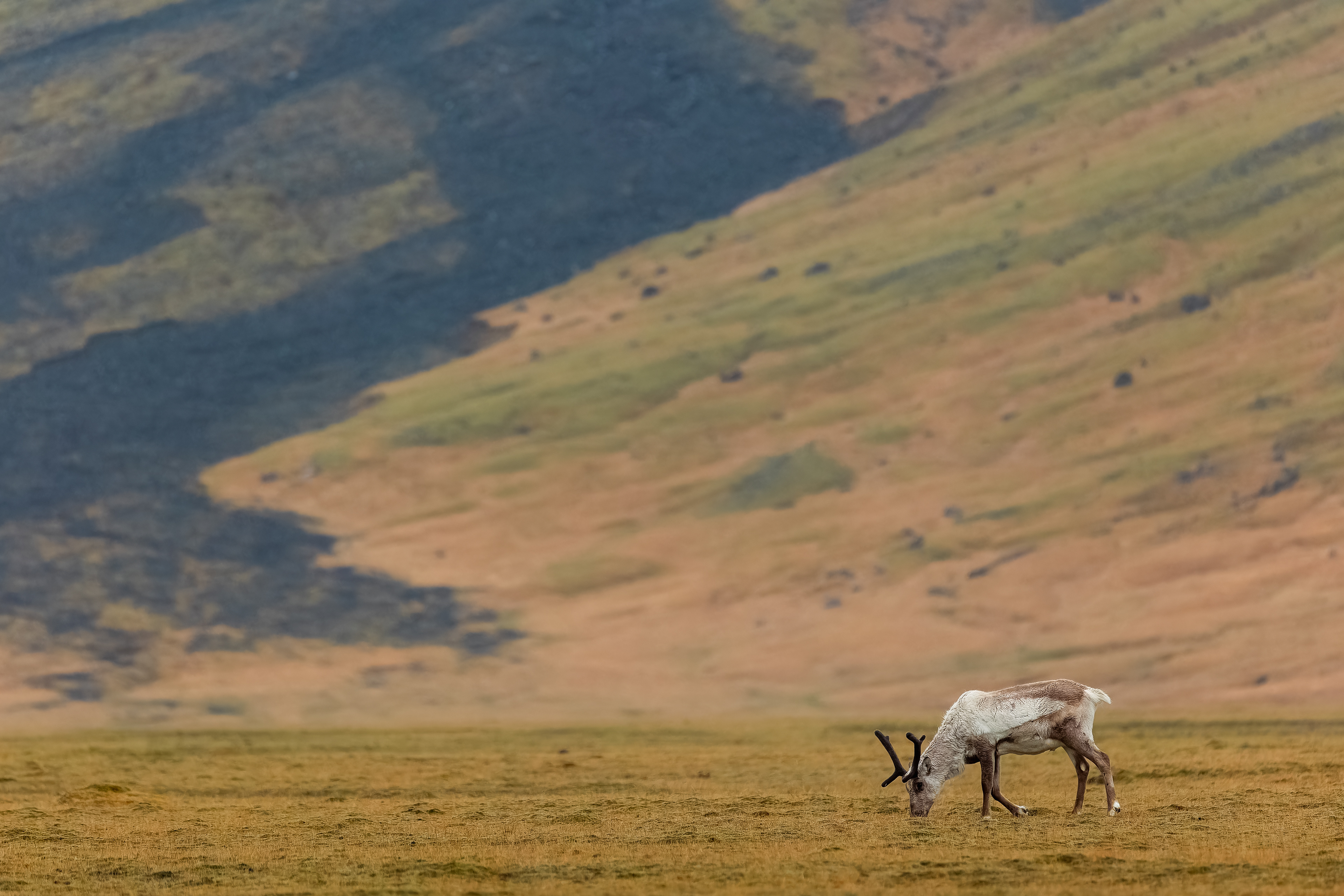 Sob polární, Island