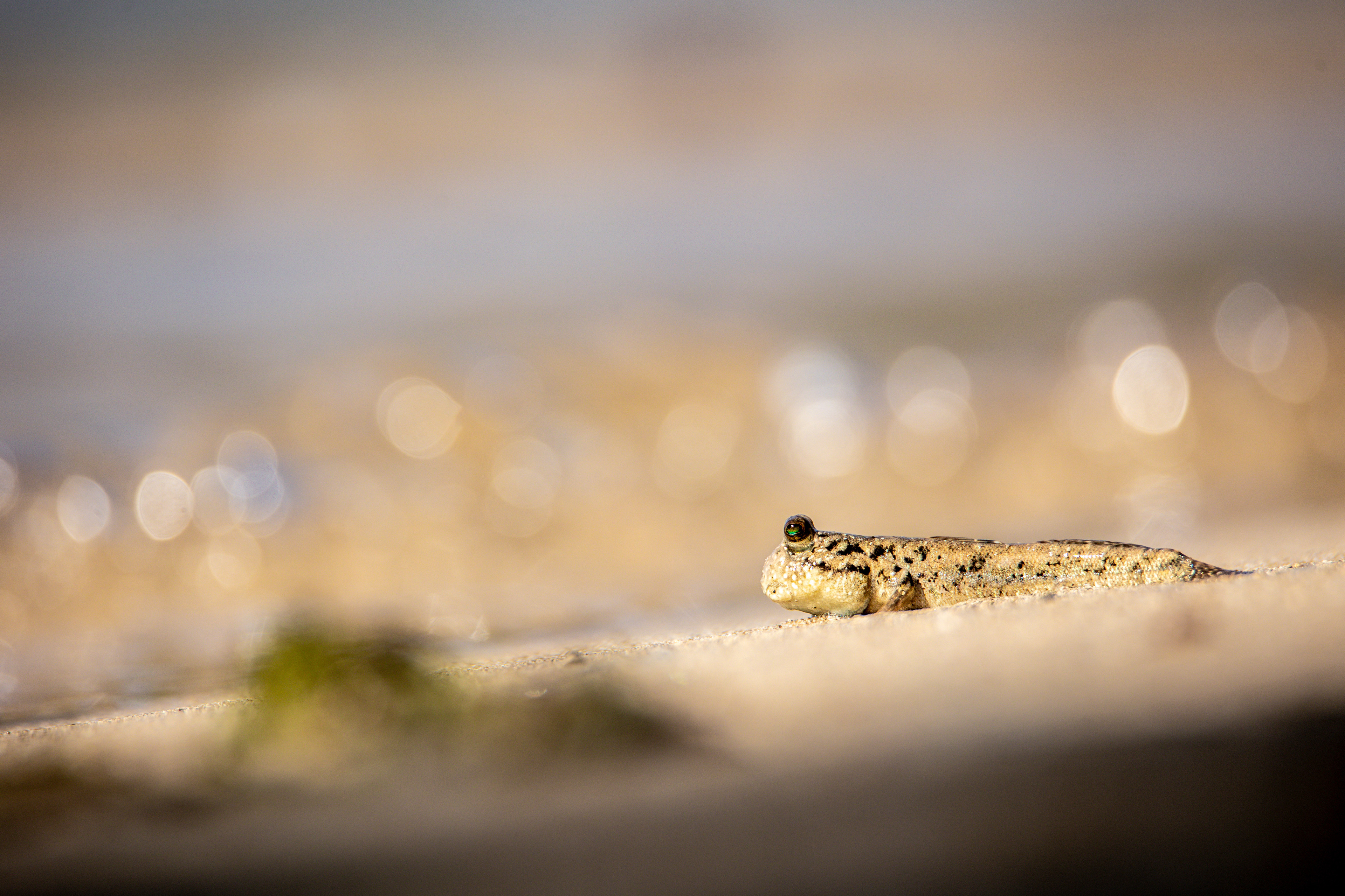 Lezec obojživelný, Palau Lembata