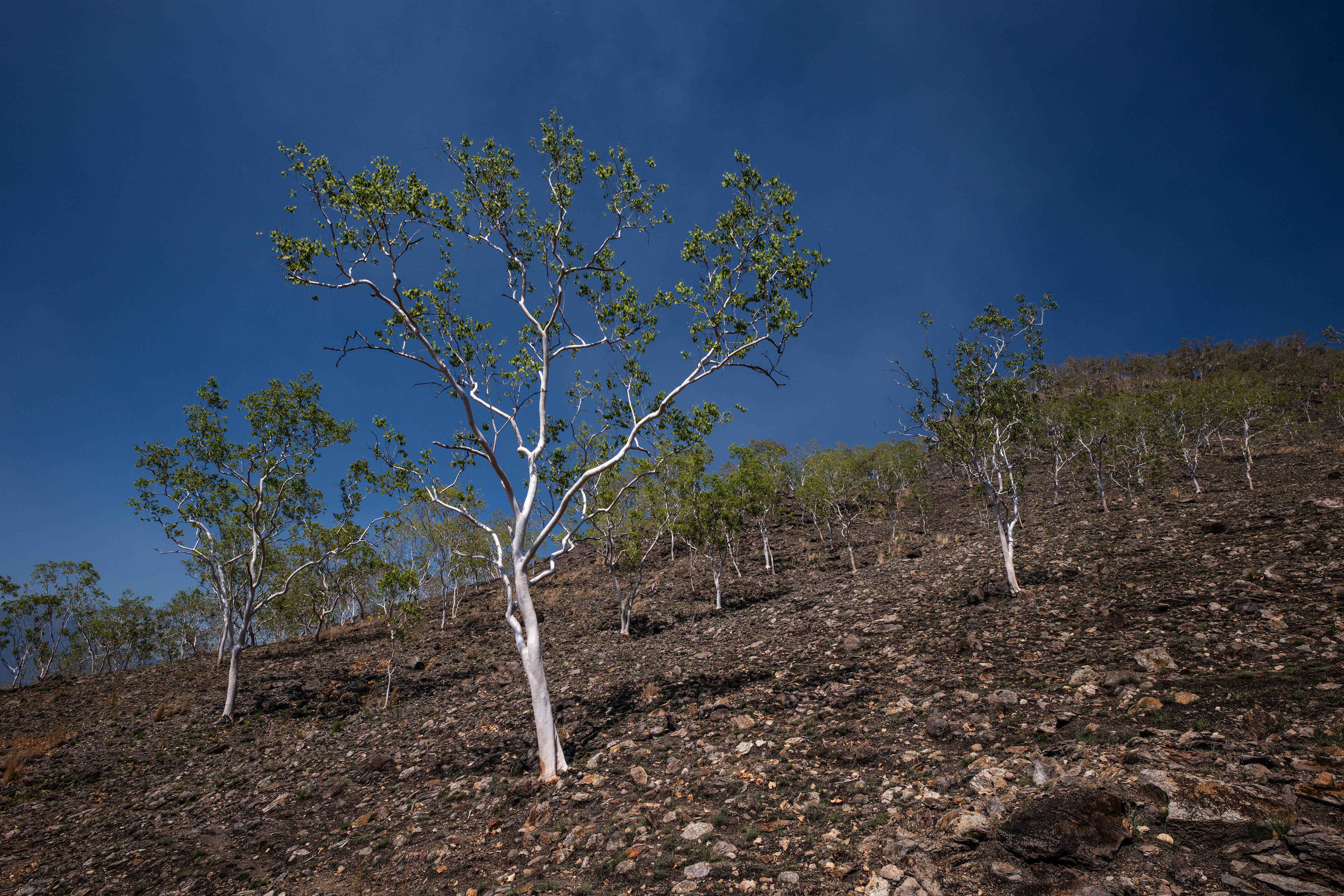 Les po požáru, Palau Lembata