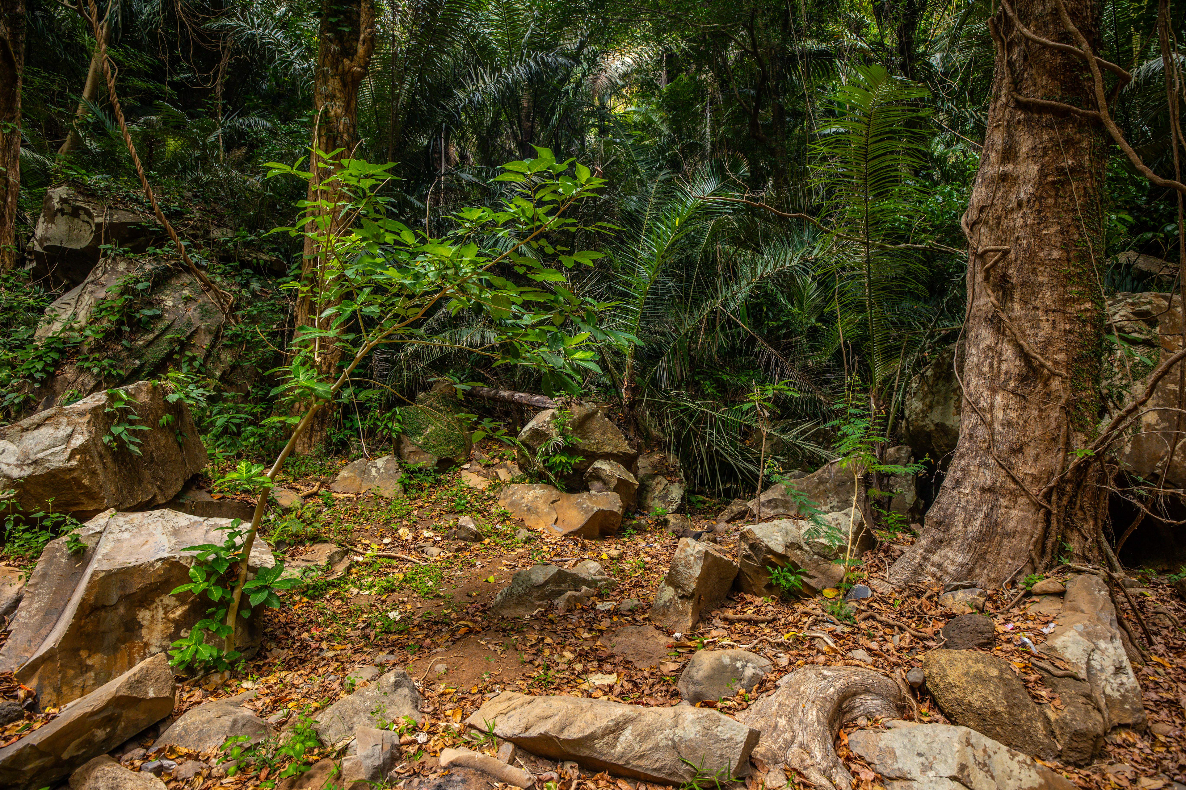 Džungle, Palau Lembata