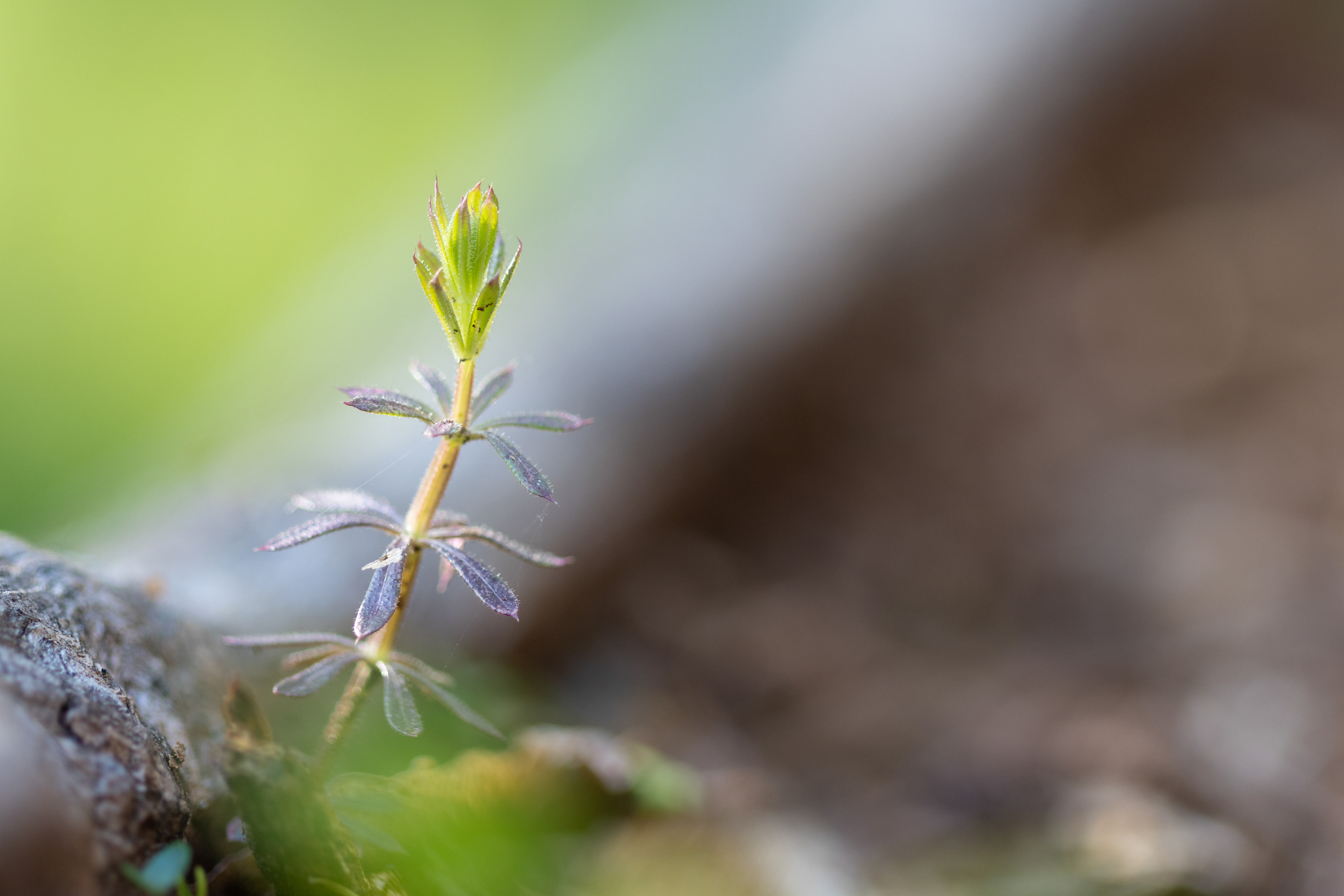 Svízel, Vrbenské rybníky