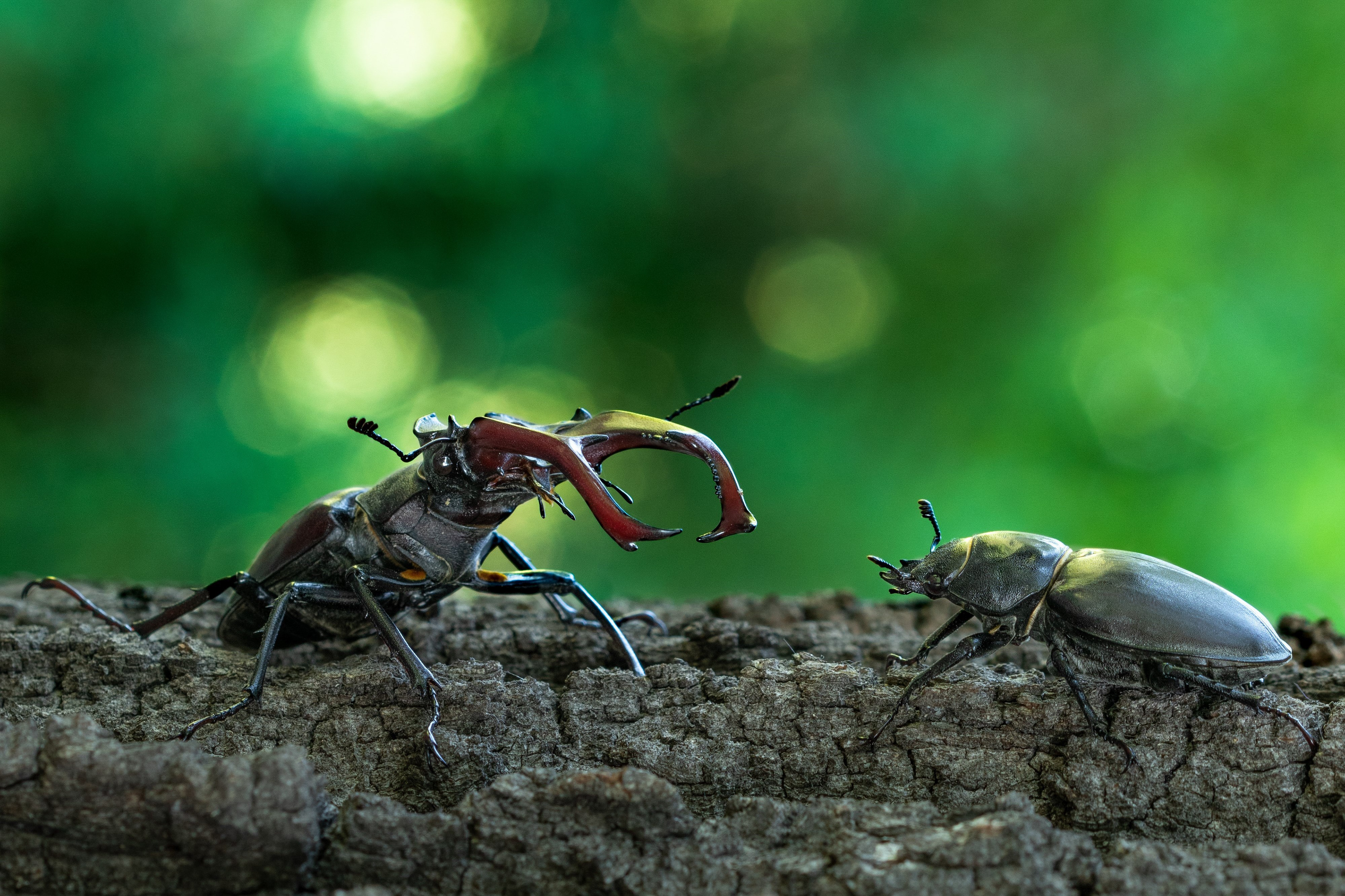 Roháč obecný, Hluboká nad Vltavou