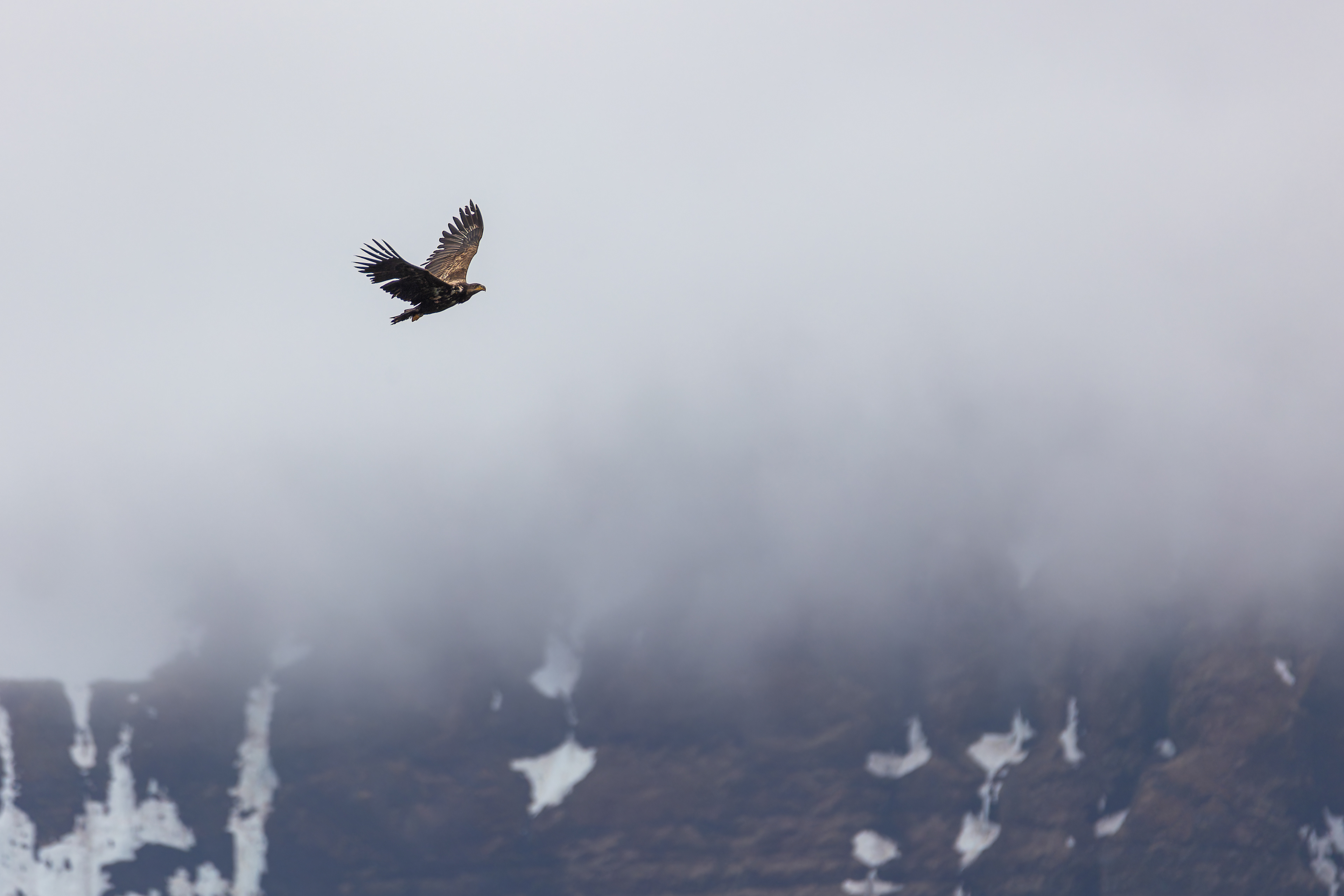 Orel mořský, Grundarfjörður