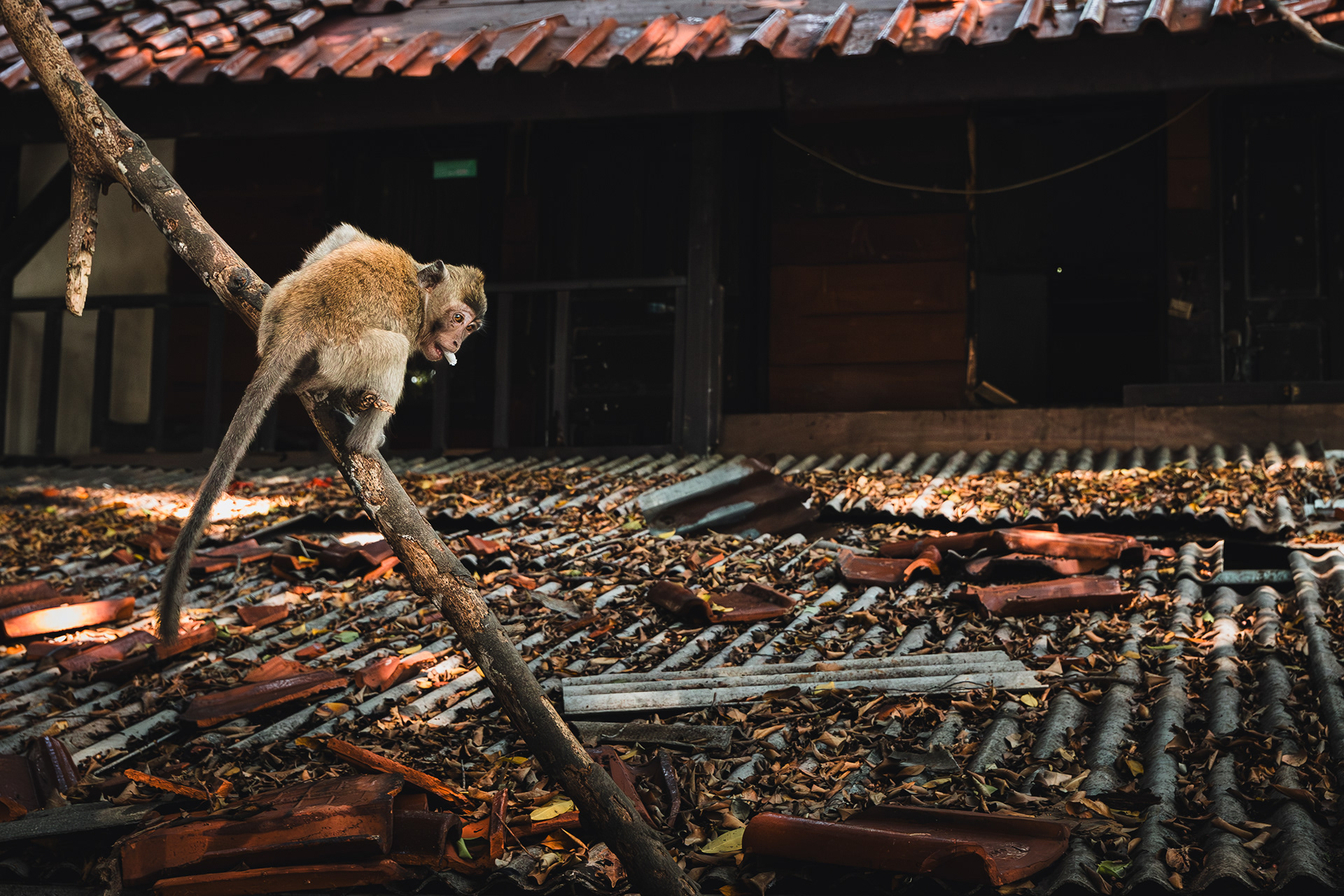 Makak jávský, Muara angke