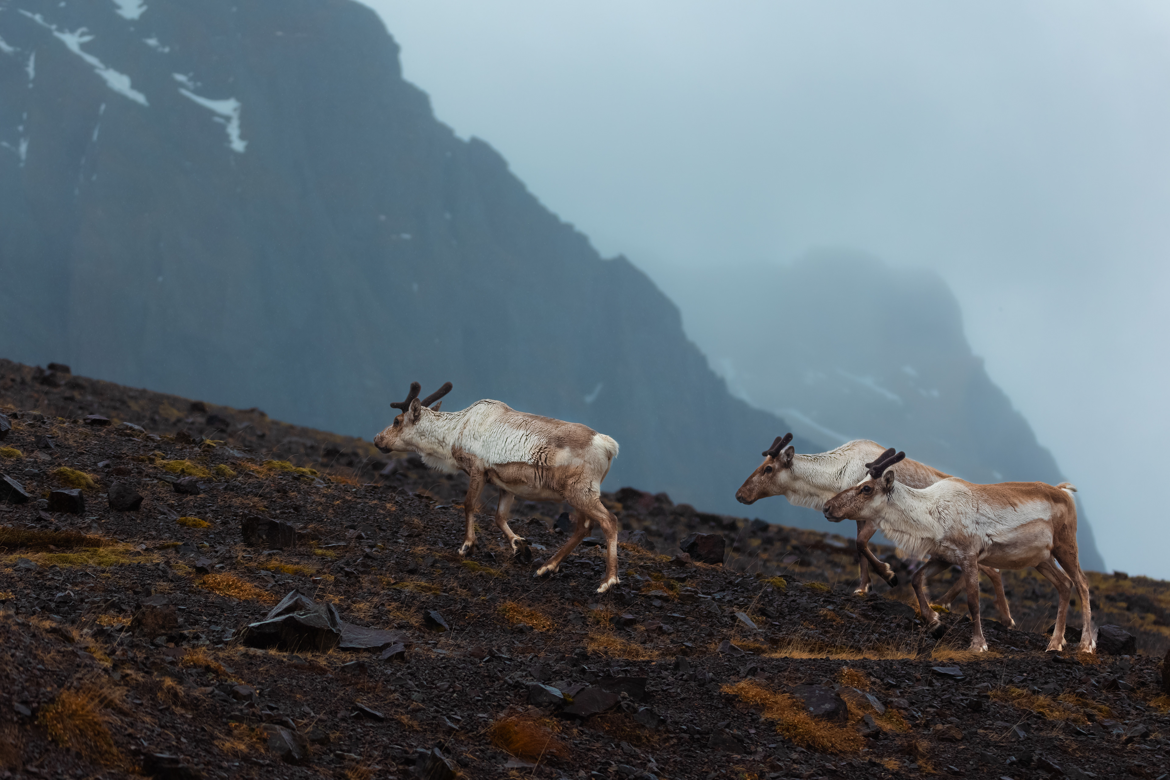 Sob polární, Island