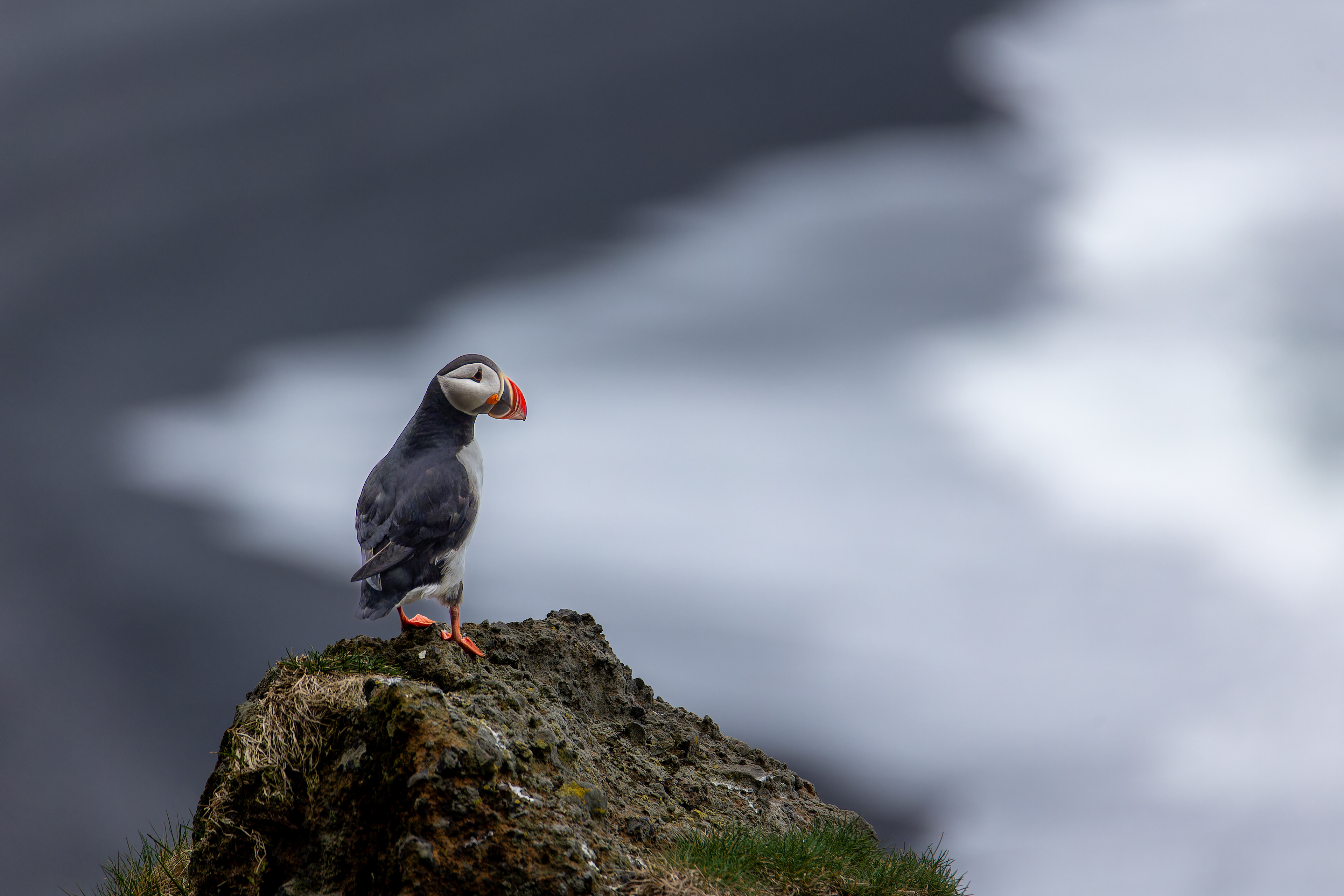 Papuchalk severní, Reynisfjara