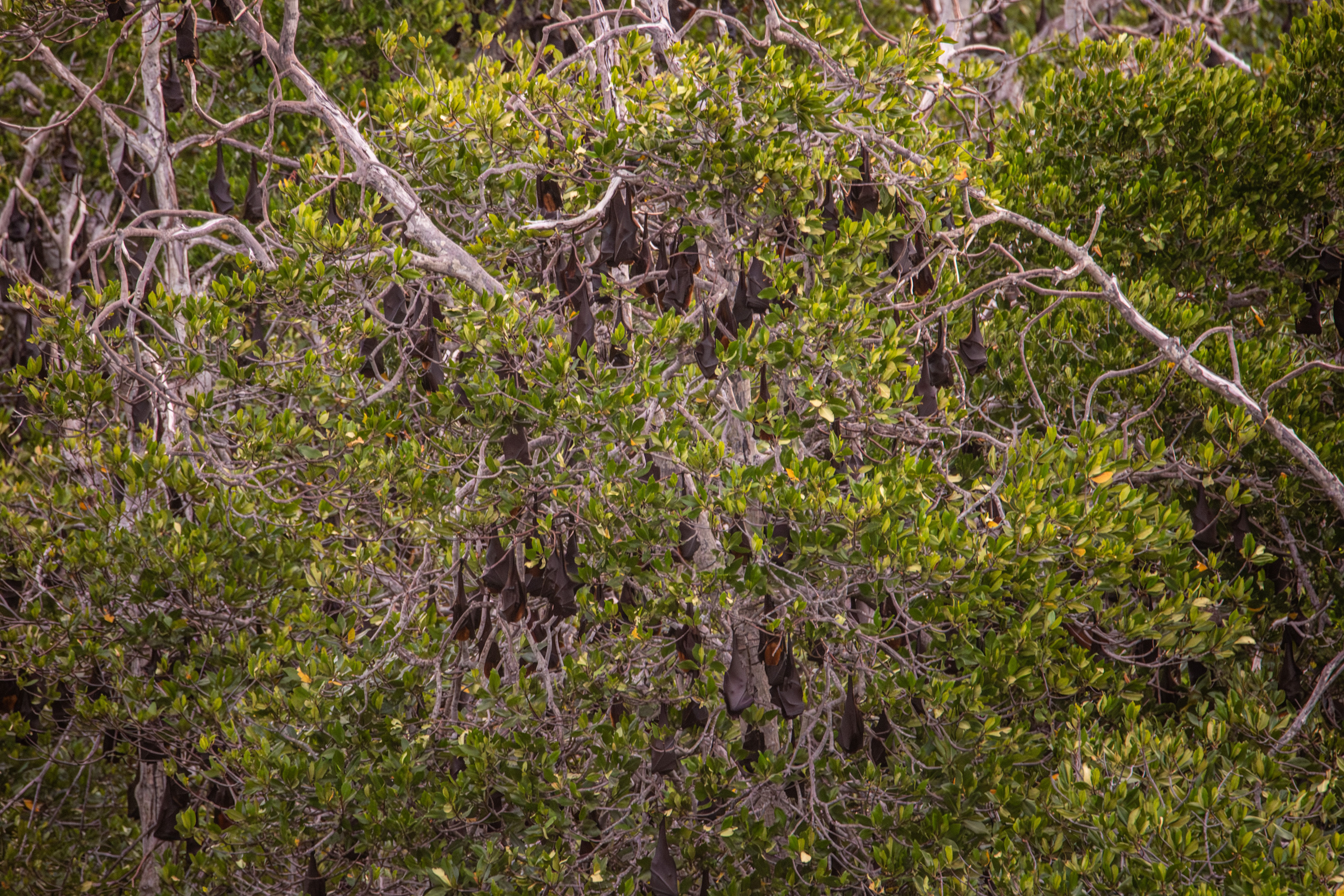 Hejno kaloňů, Palau Konawe