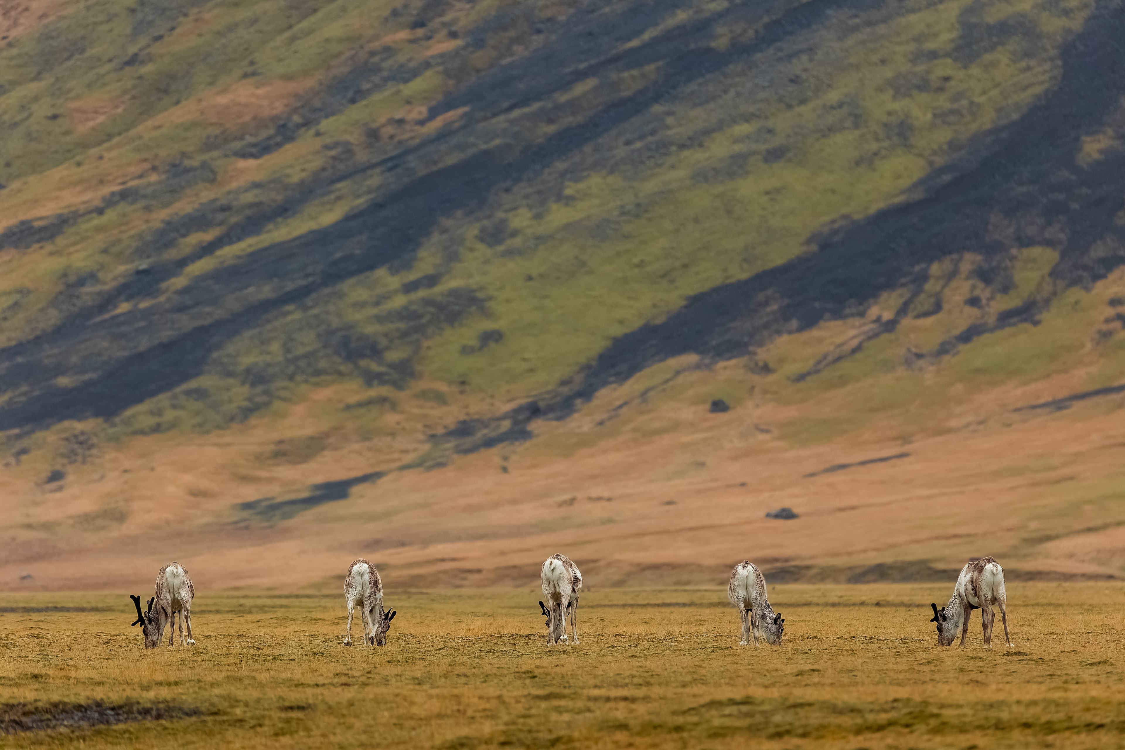 Sob polární, Island