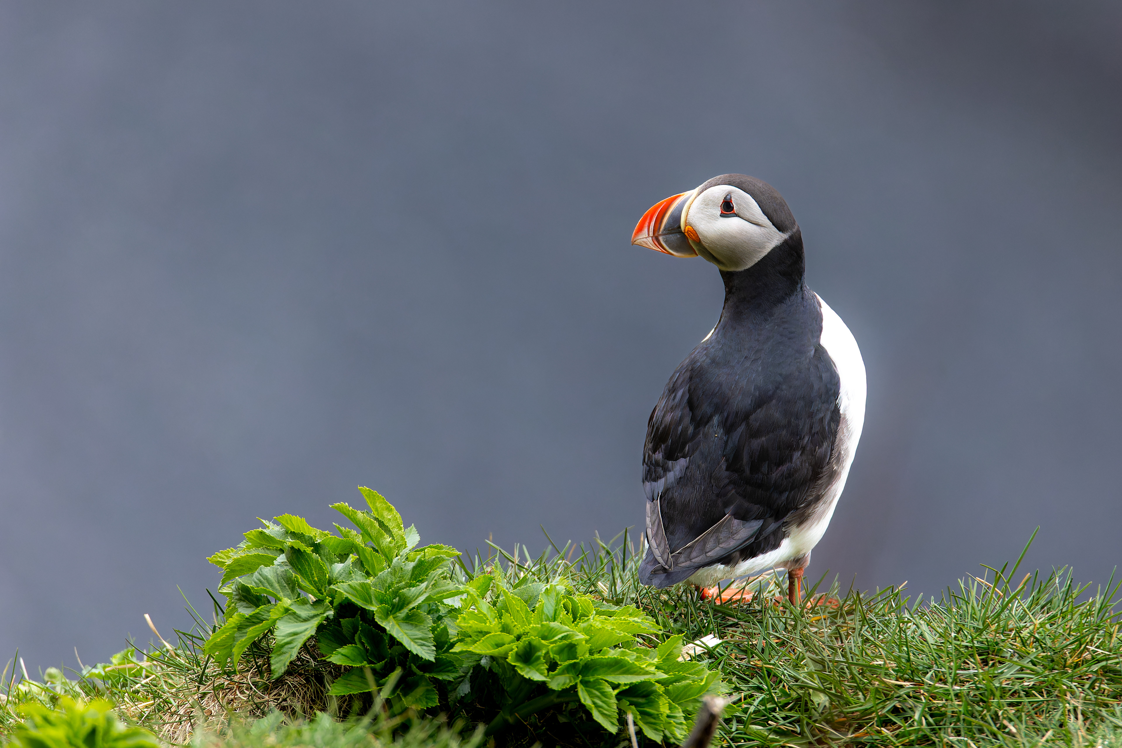 Papuchalk severní, Reynisfjara