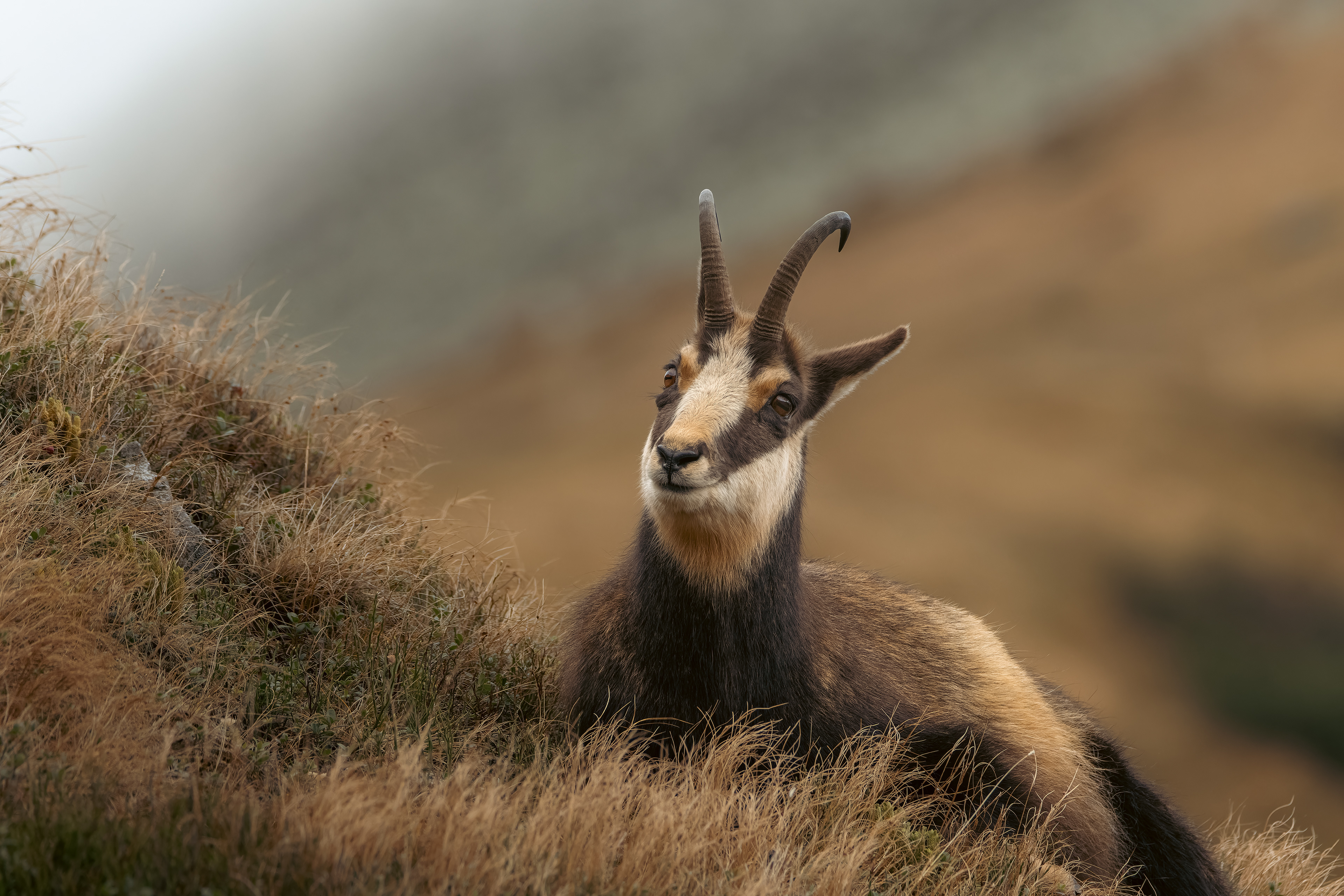 Kamzík horský, Chopok