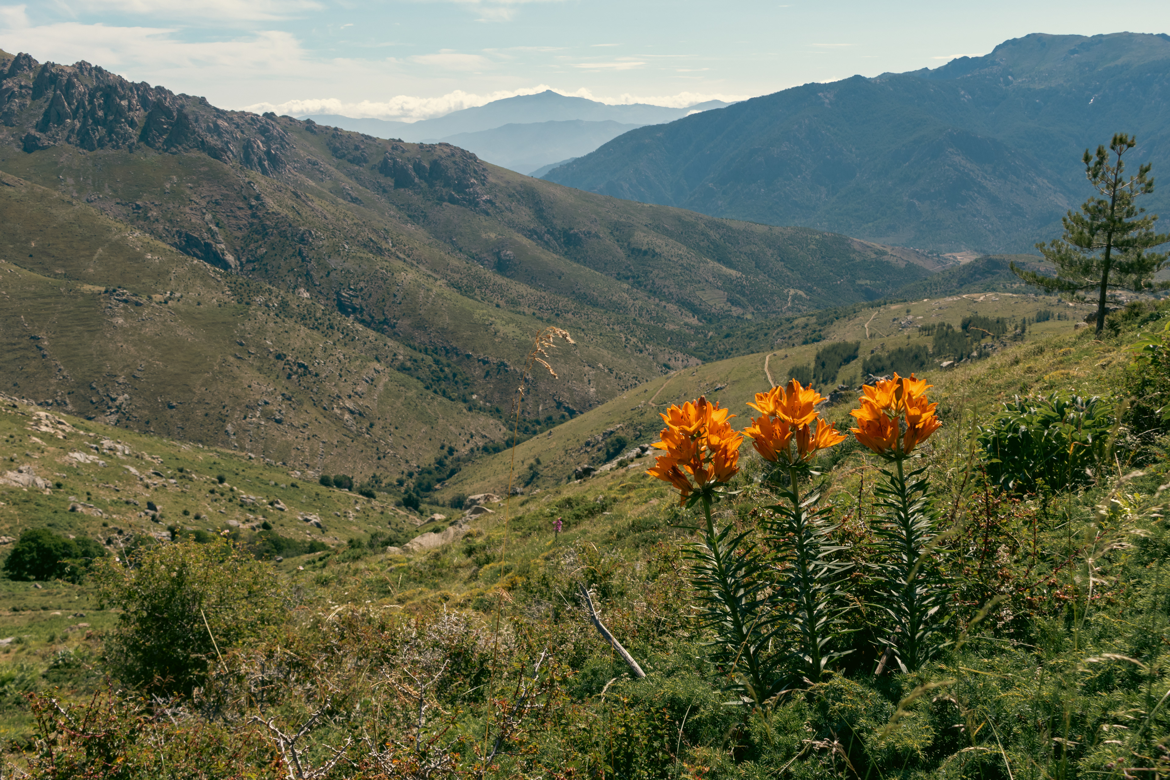 Divoké lilie, Korsika