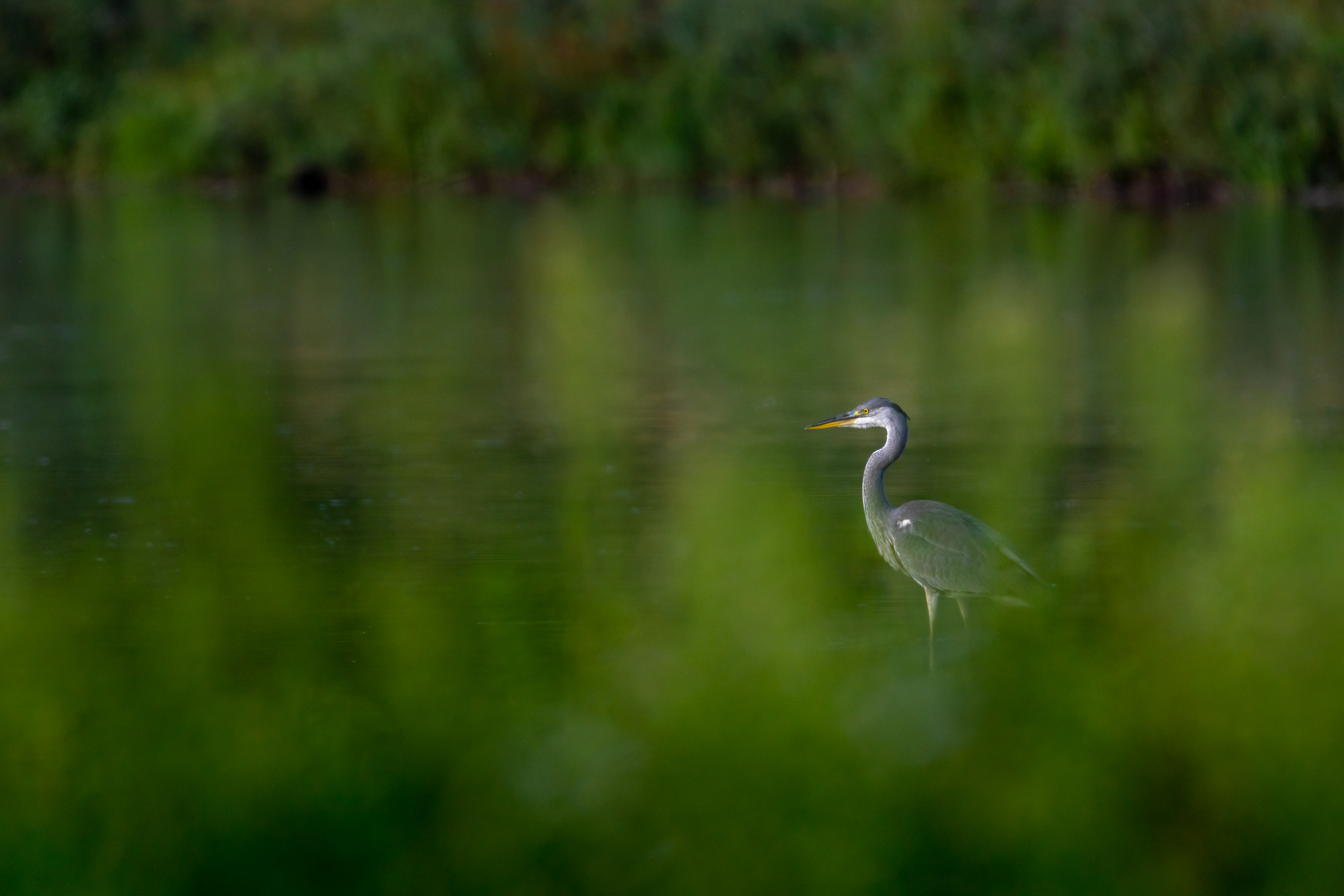 Volavka popelavá, Vrbenské rybníky