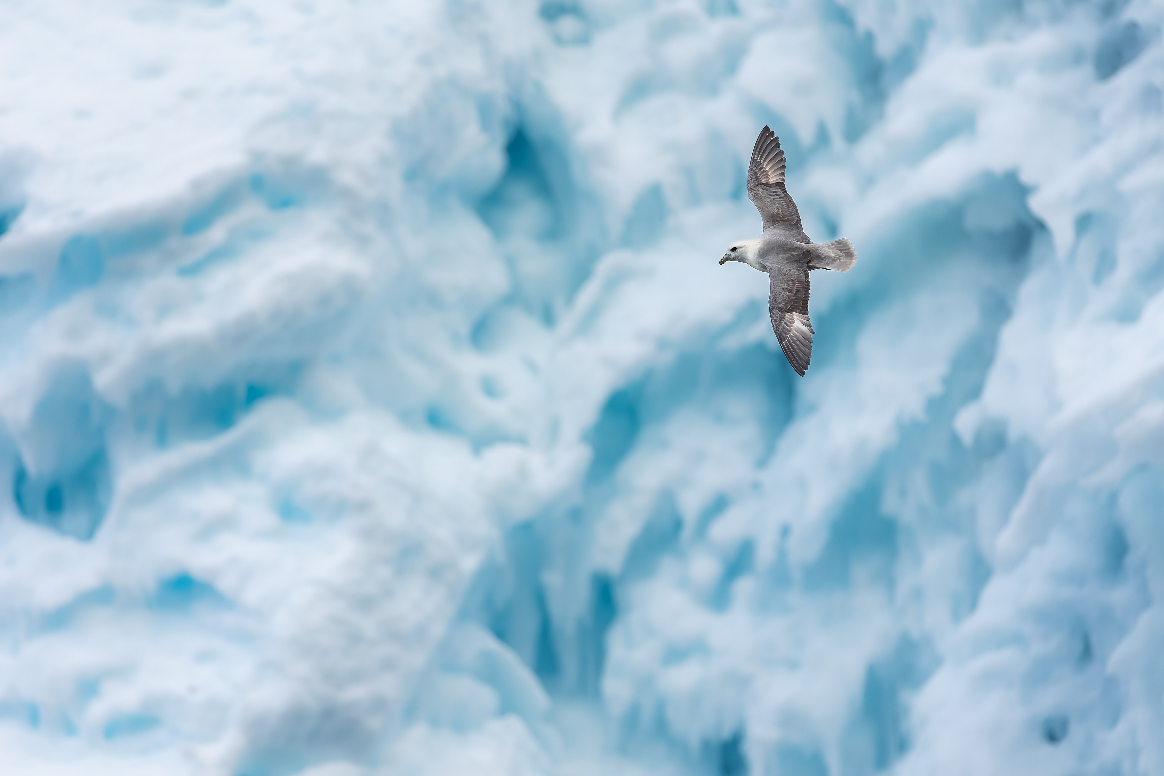 Buřňák lední, Grundarfoss