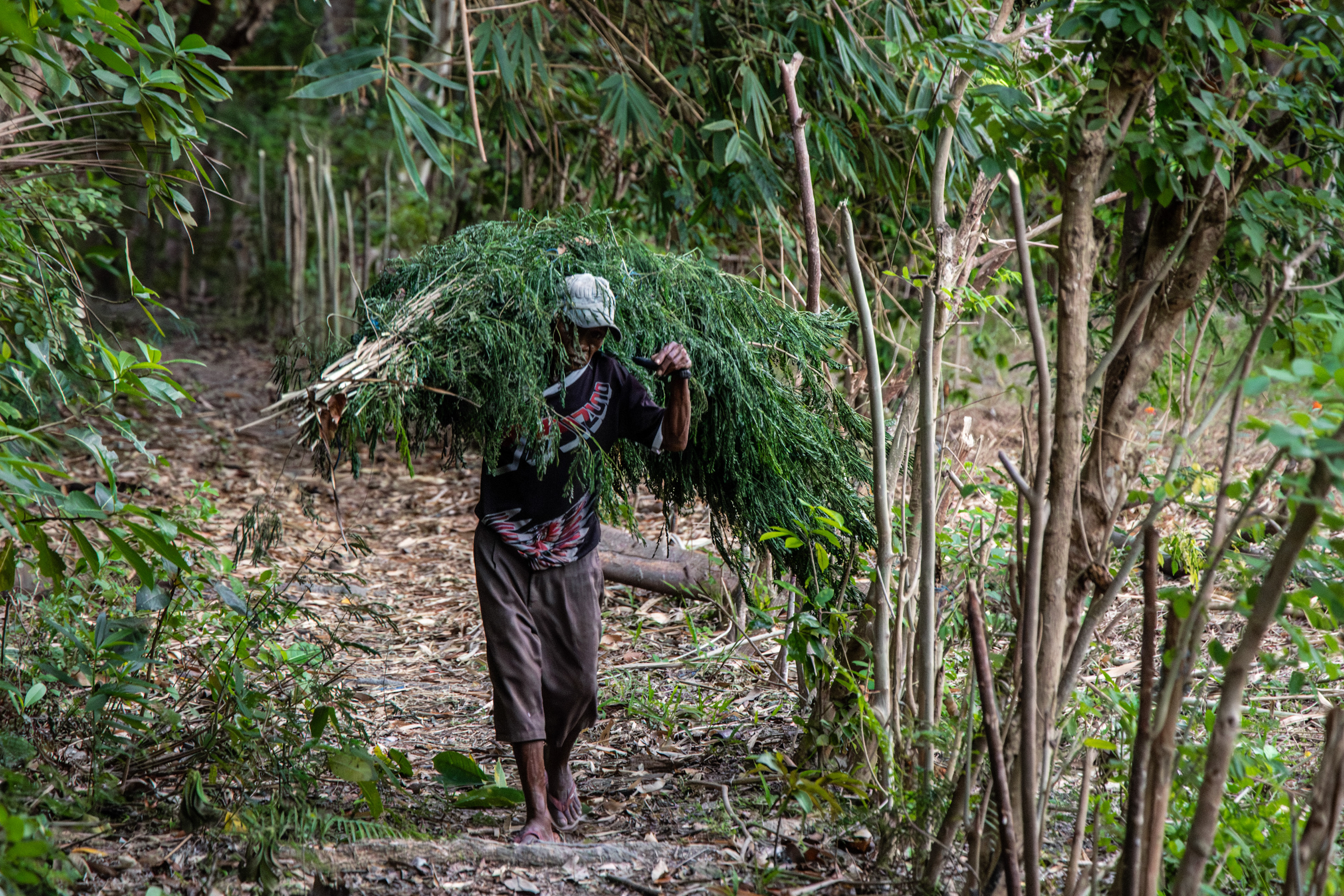 Zemědělec, Lewoleba
