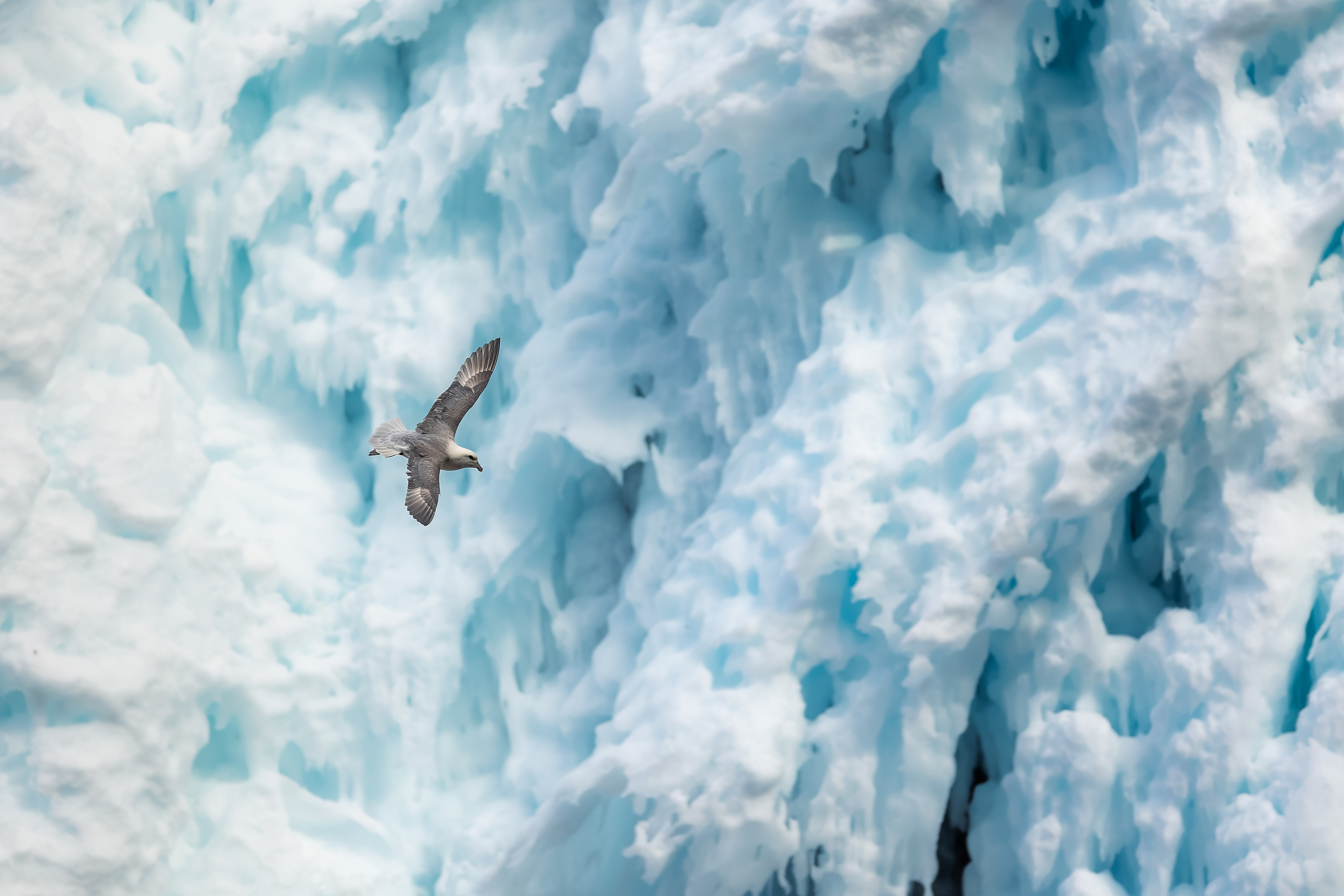 Buřňák lední, Grundarfoss