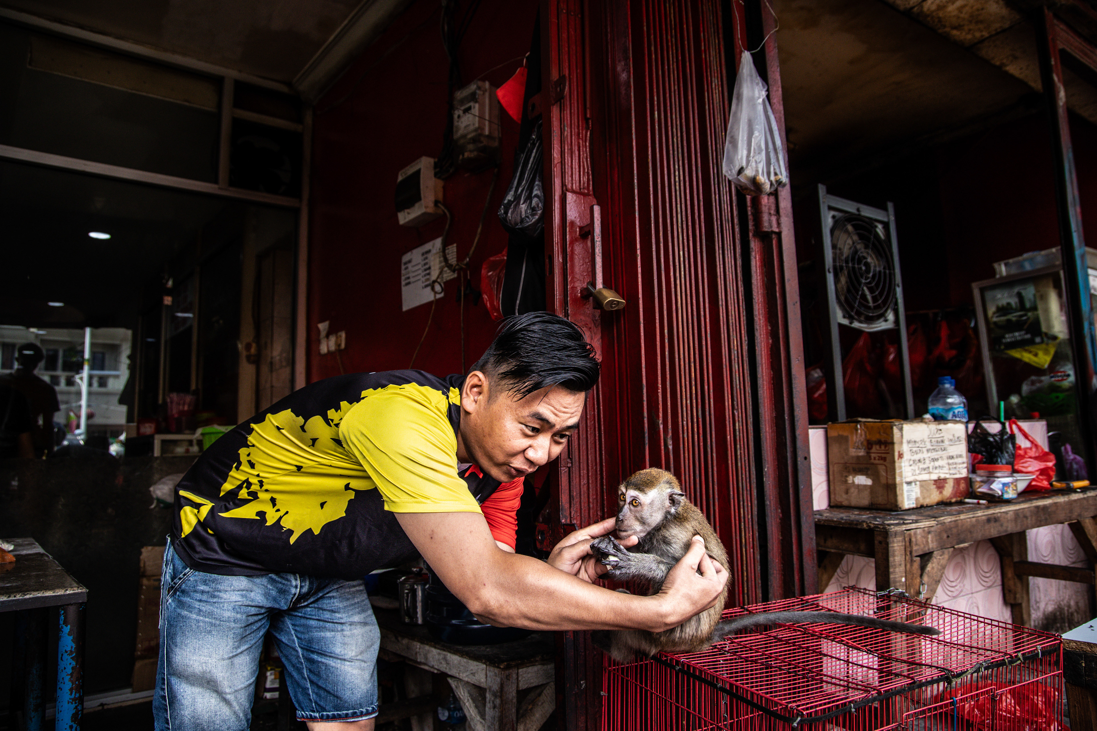 Ohrožený makak jávský v zajetí, Jakarta