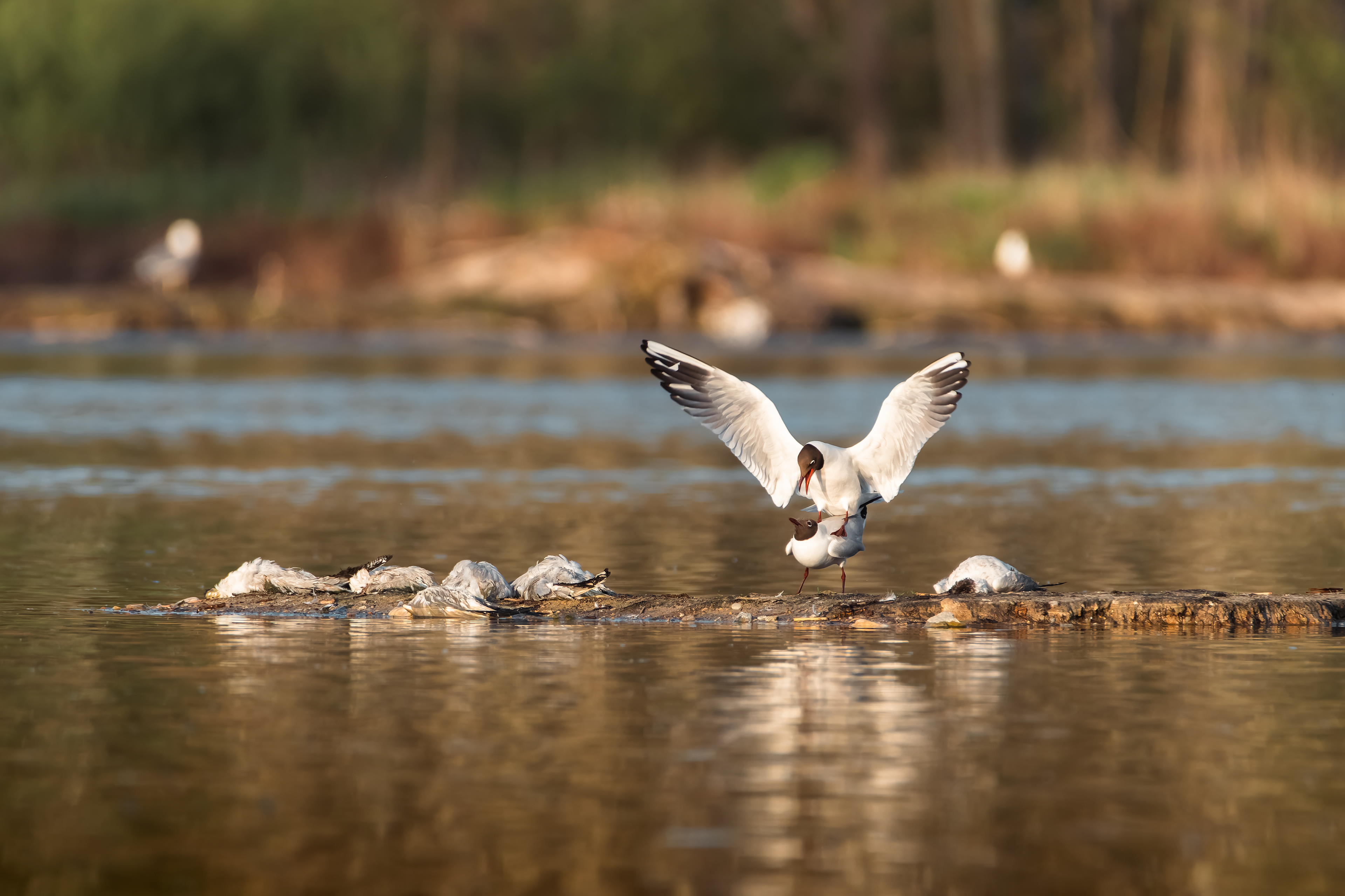 Racek chechtavý, Vrbenské rybníky