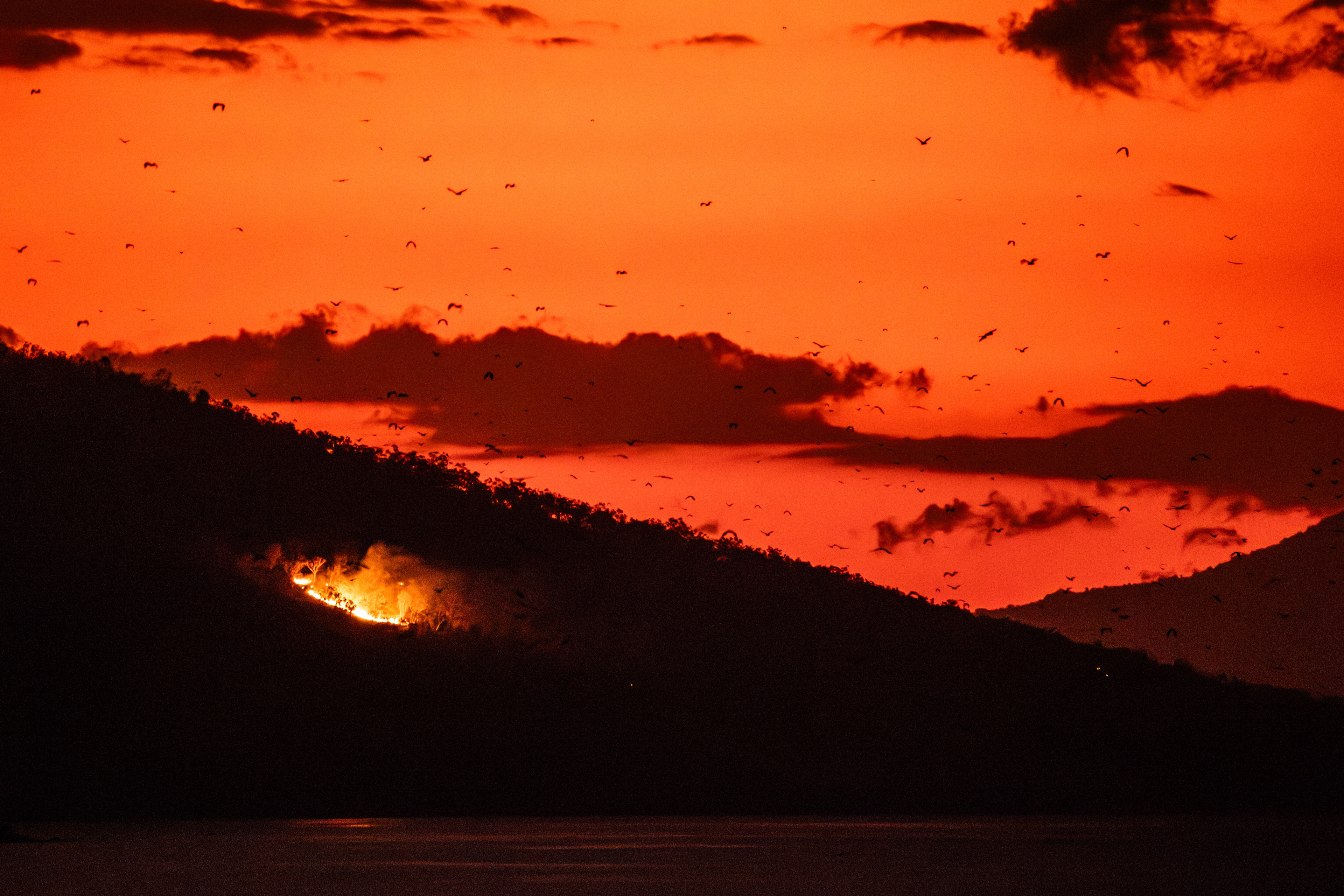 Hejno kaloňů a požár, Palau Adonara