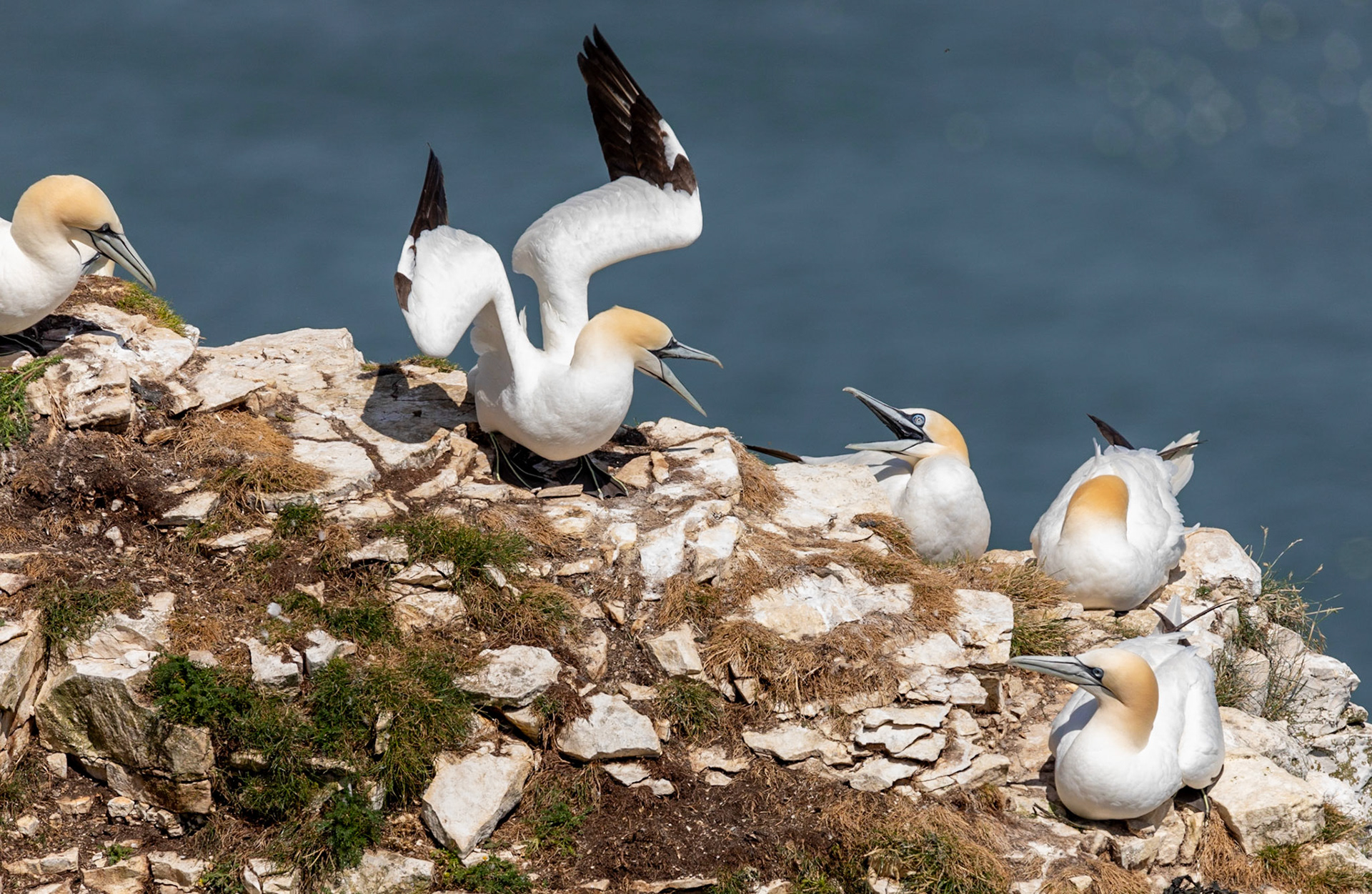 Northern gannet (Morus bassanus)