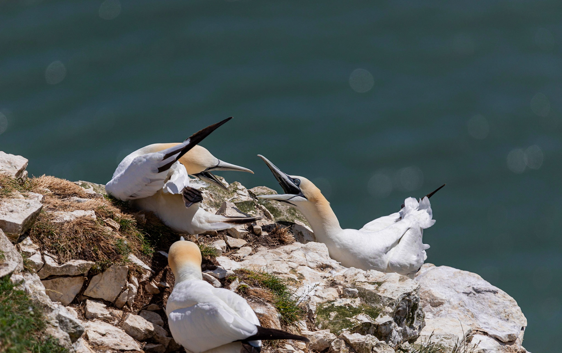 Northern gannet (Morus bassanus)