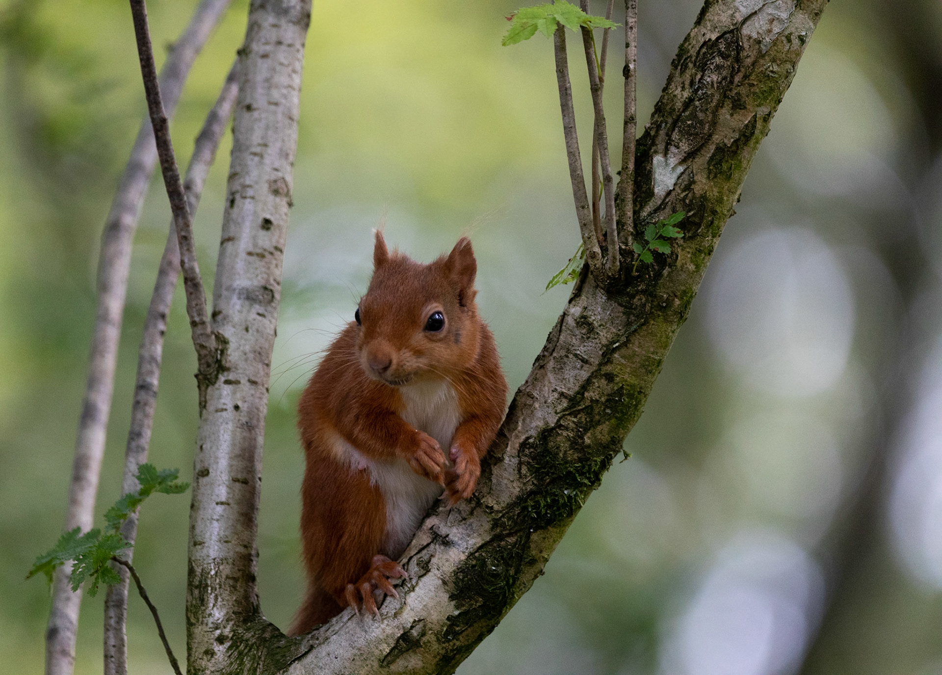 Red Squirrel