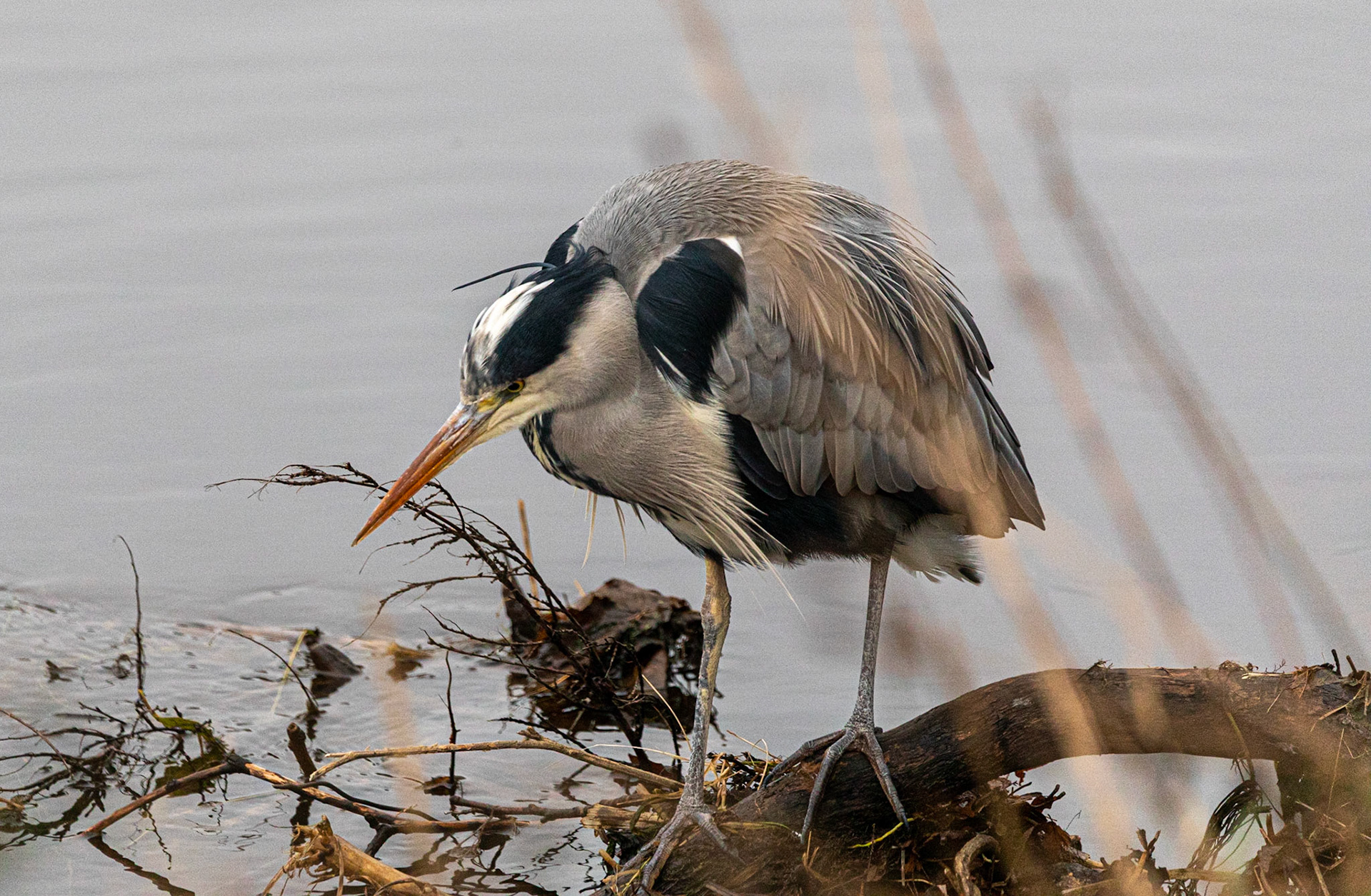 Grey Heron