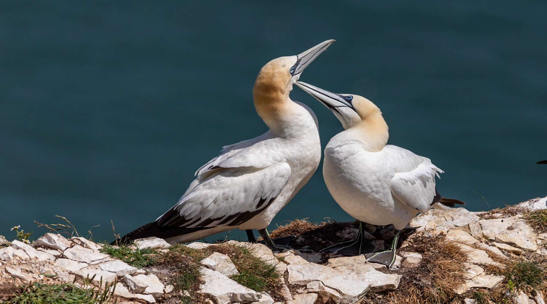 Northern gannet (Morus bassanus)