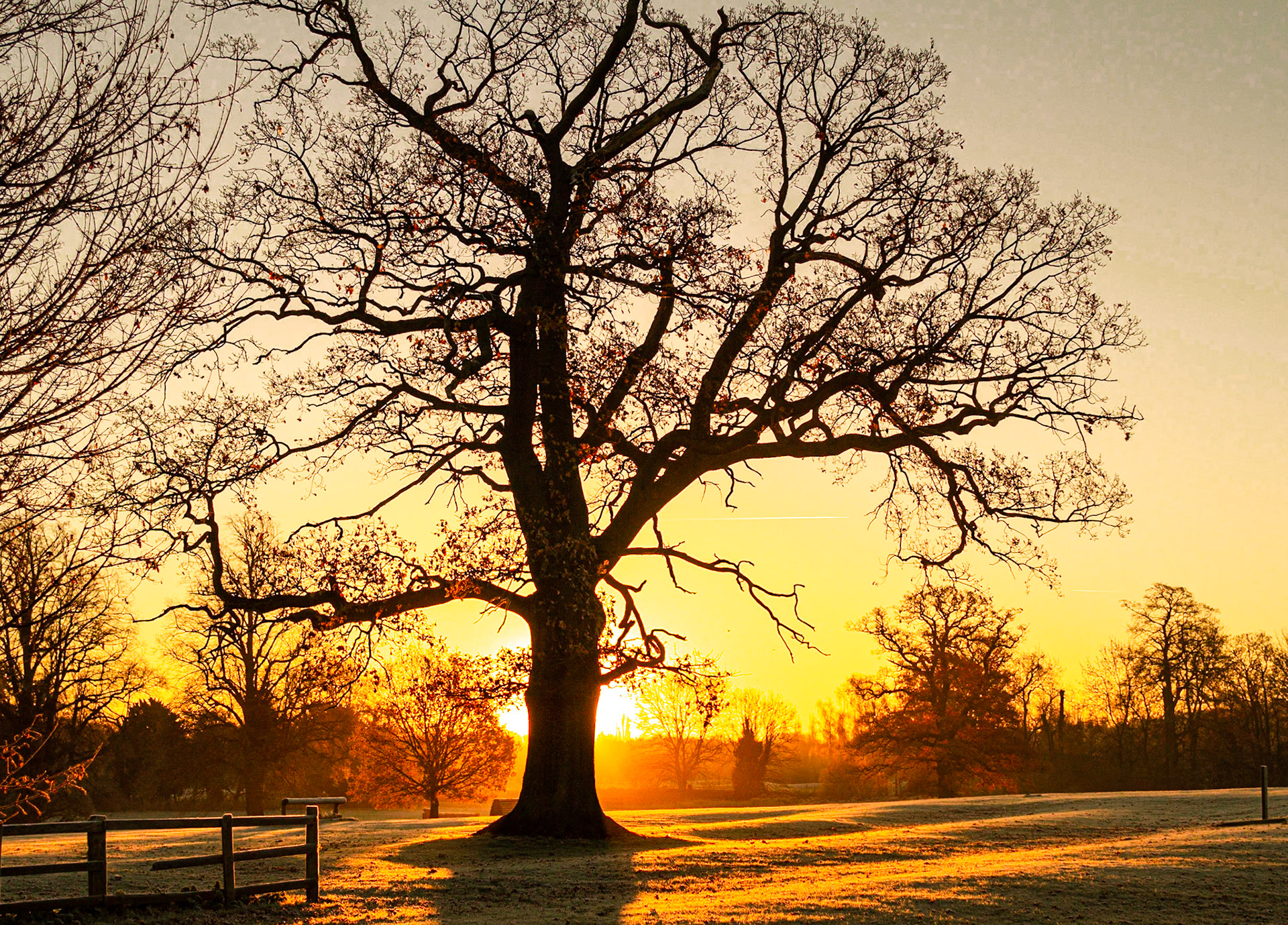 Sunrise Tree