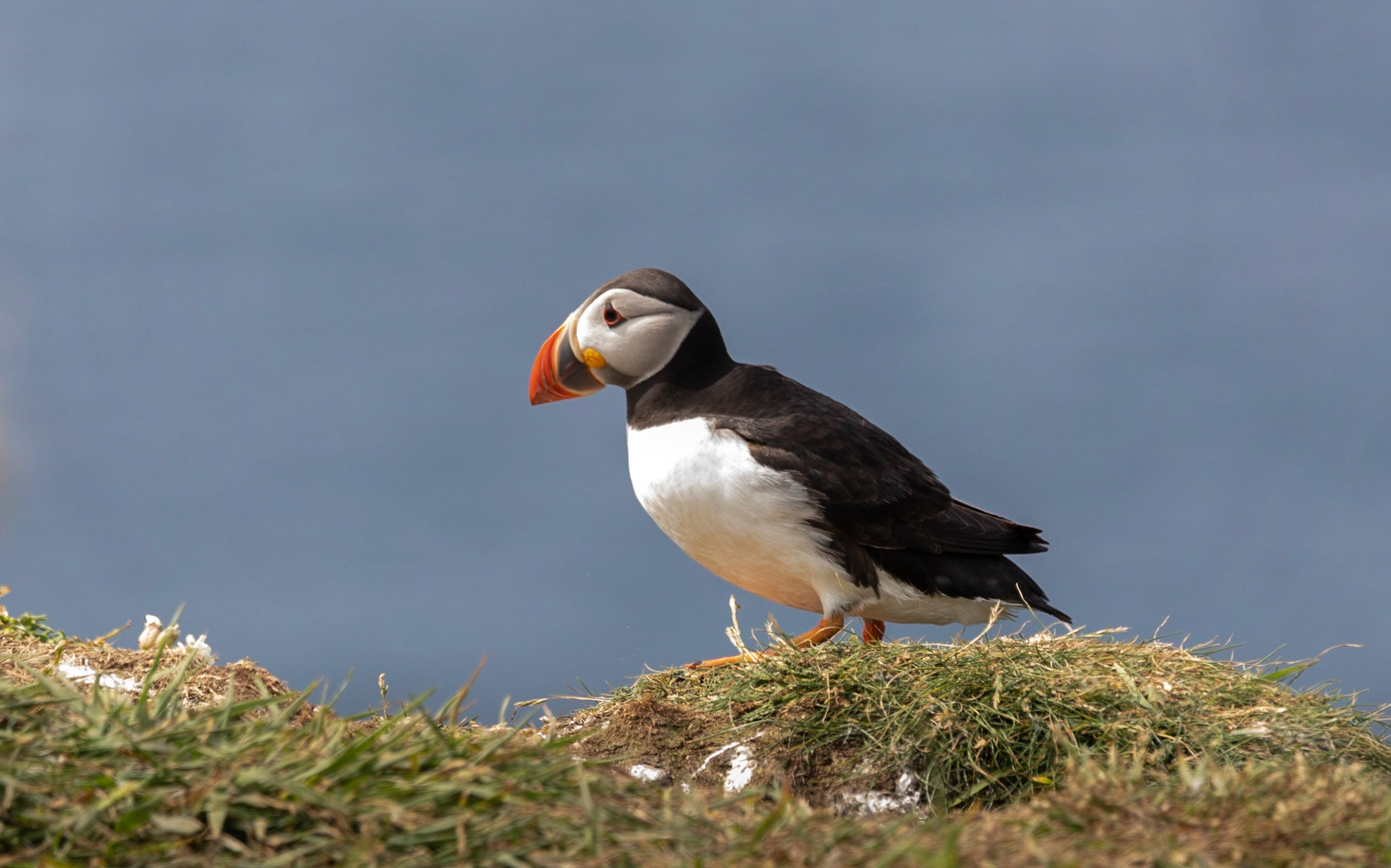 Puffin